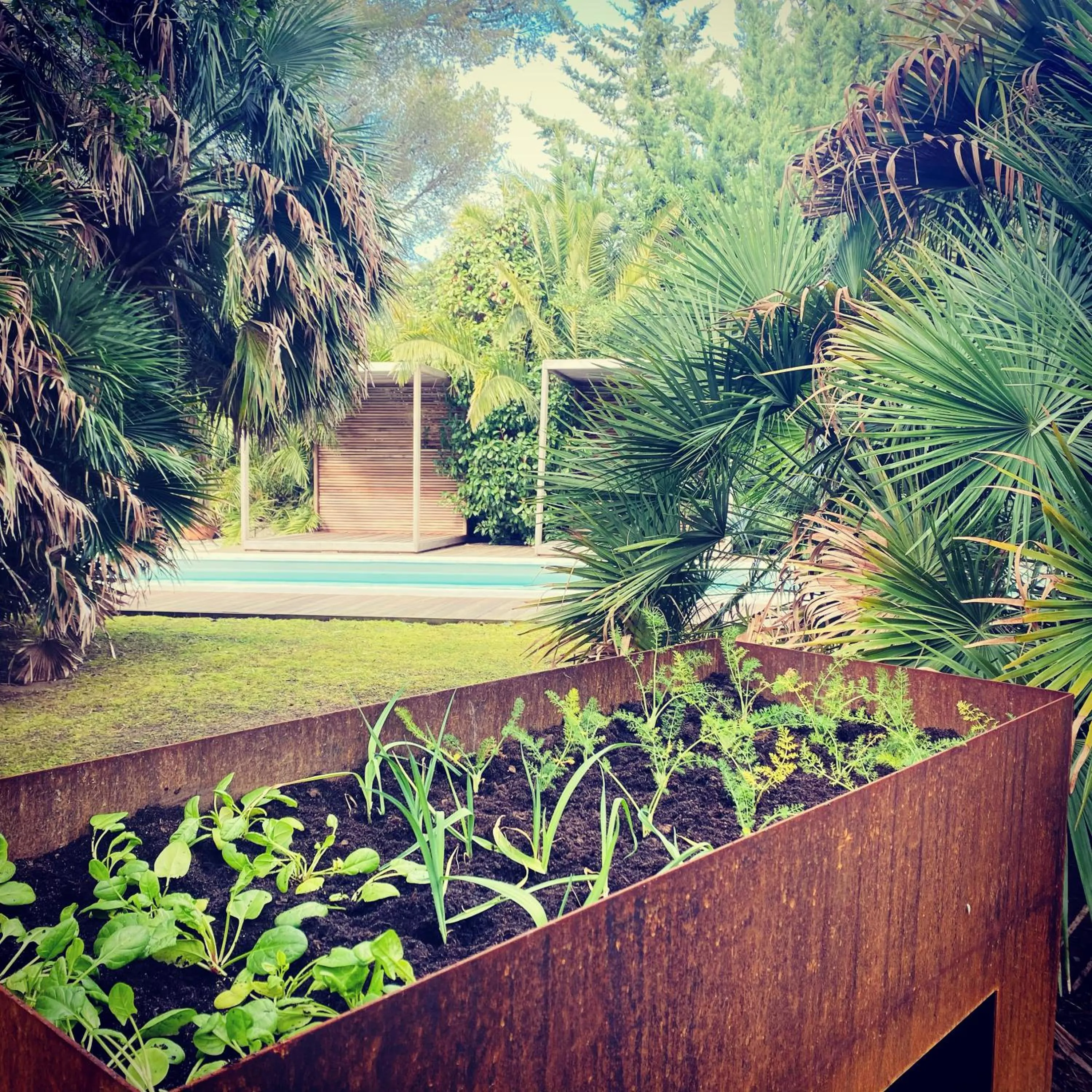 Garden in Mediterranea Luxury House
