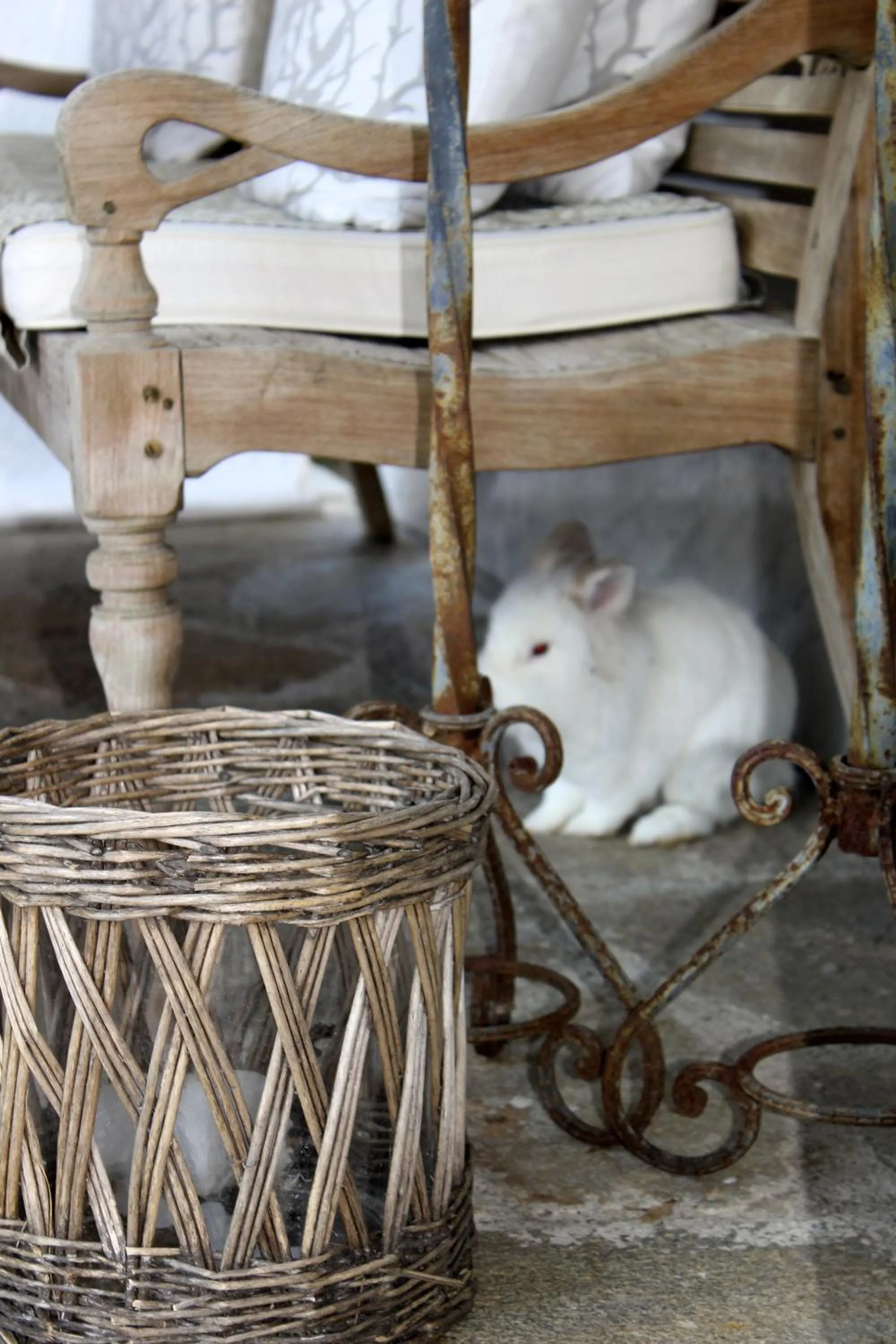 Pets in Mediterranea Luxury House