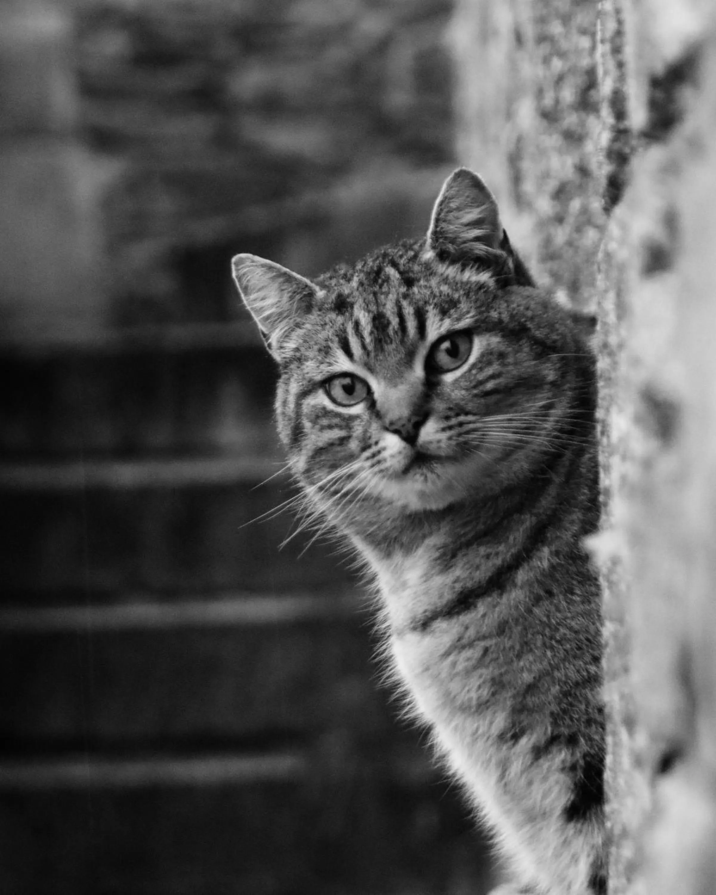 Pets in La Petite Bérais