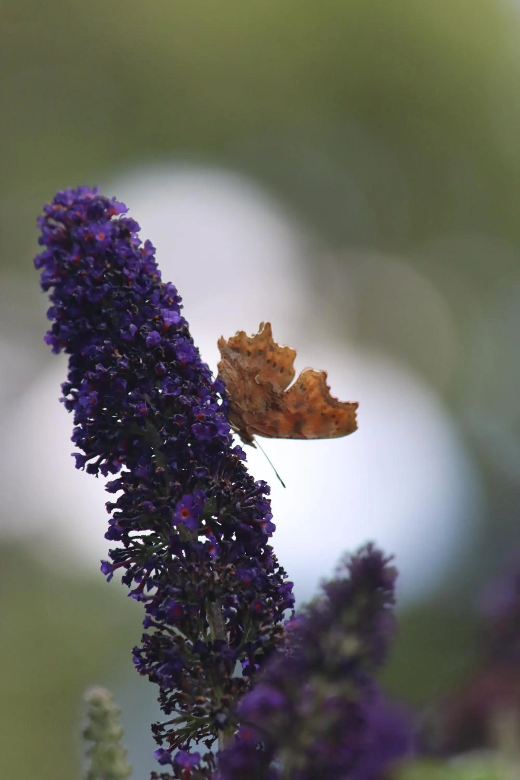 Garden in La Petite Bérais