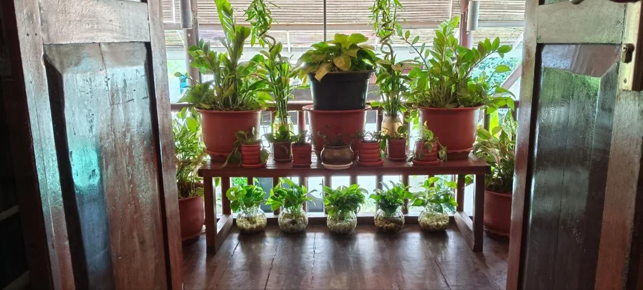 Garden in Maison Model d'Angkor