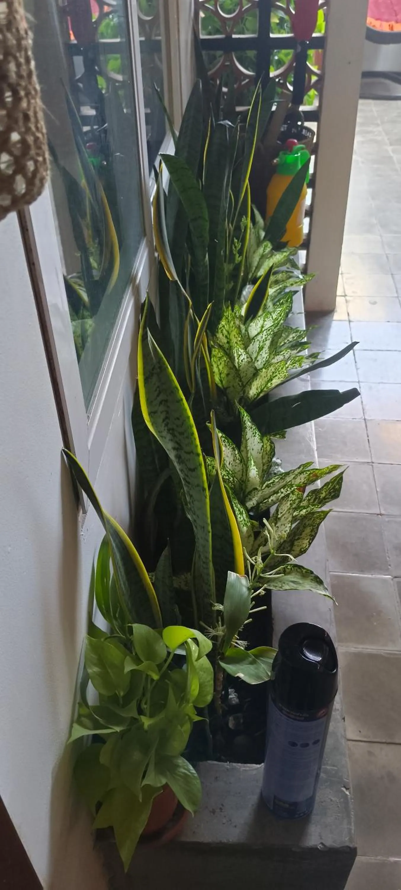 Garden in Maison Model d'Angkor