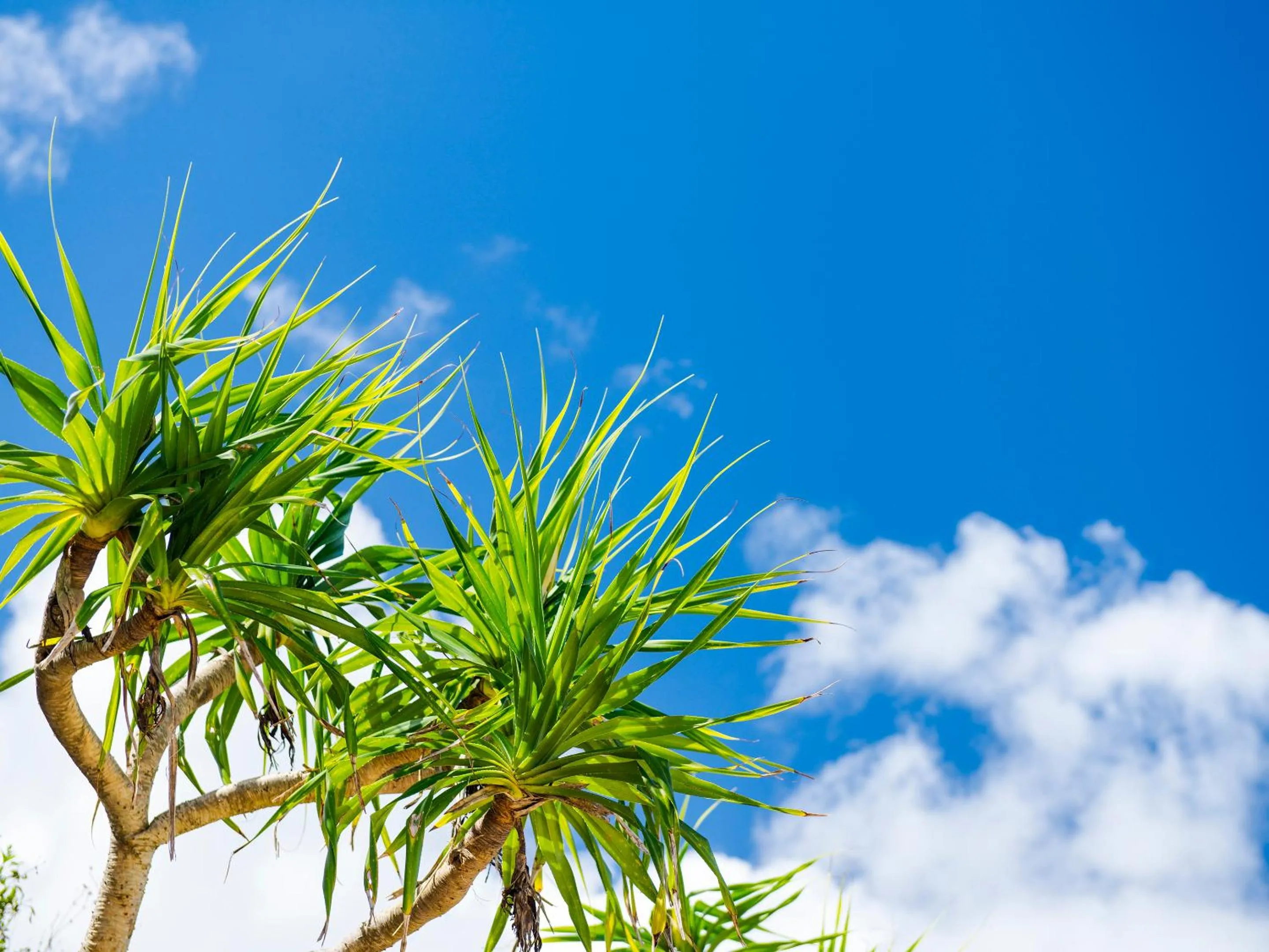 Beach in Umi No Terrace Yomitan Toya