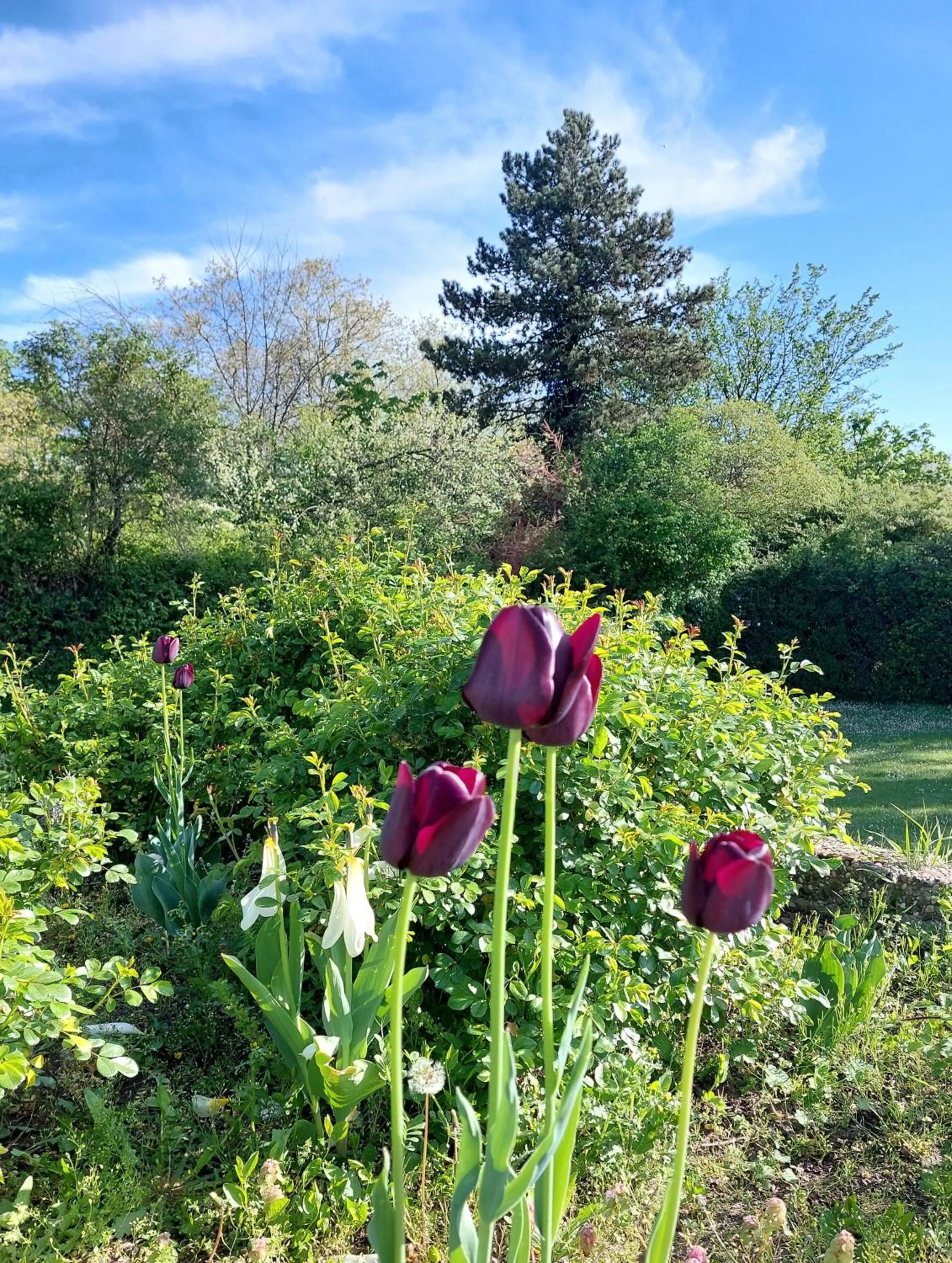 Garden in Heinrich Pesch Hotel