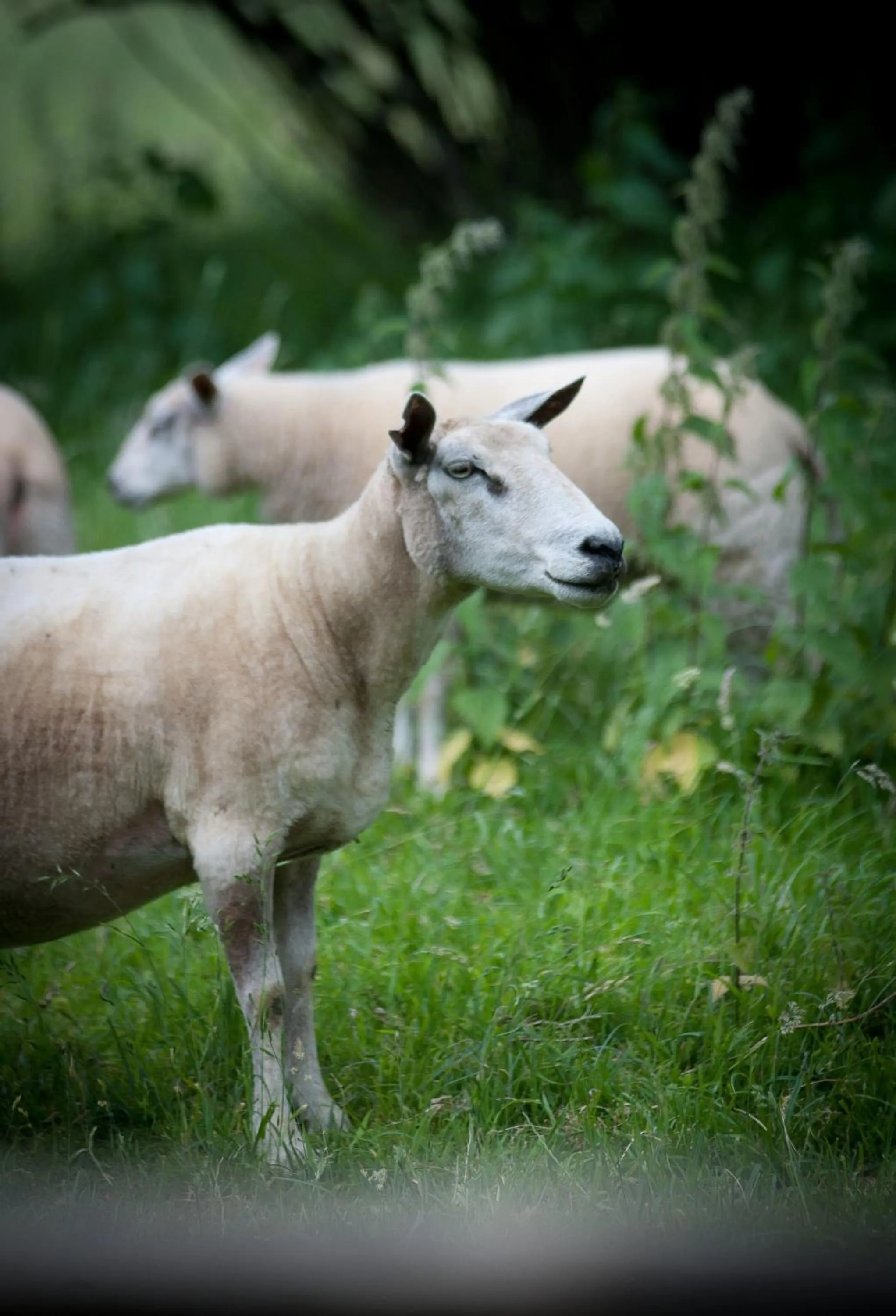 Pets in B&B Scheldekant