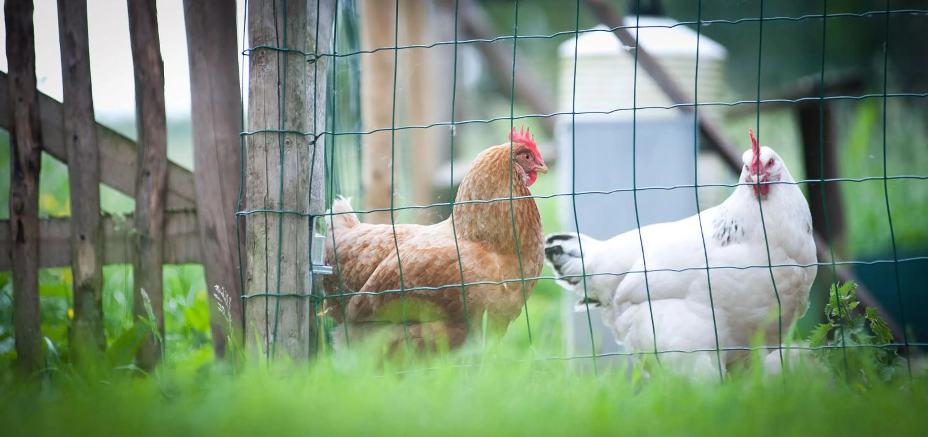 Pets in B&B Scheldekant