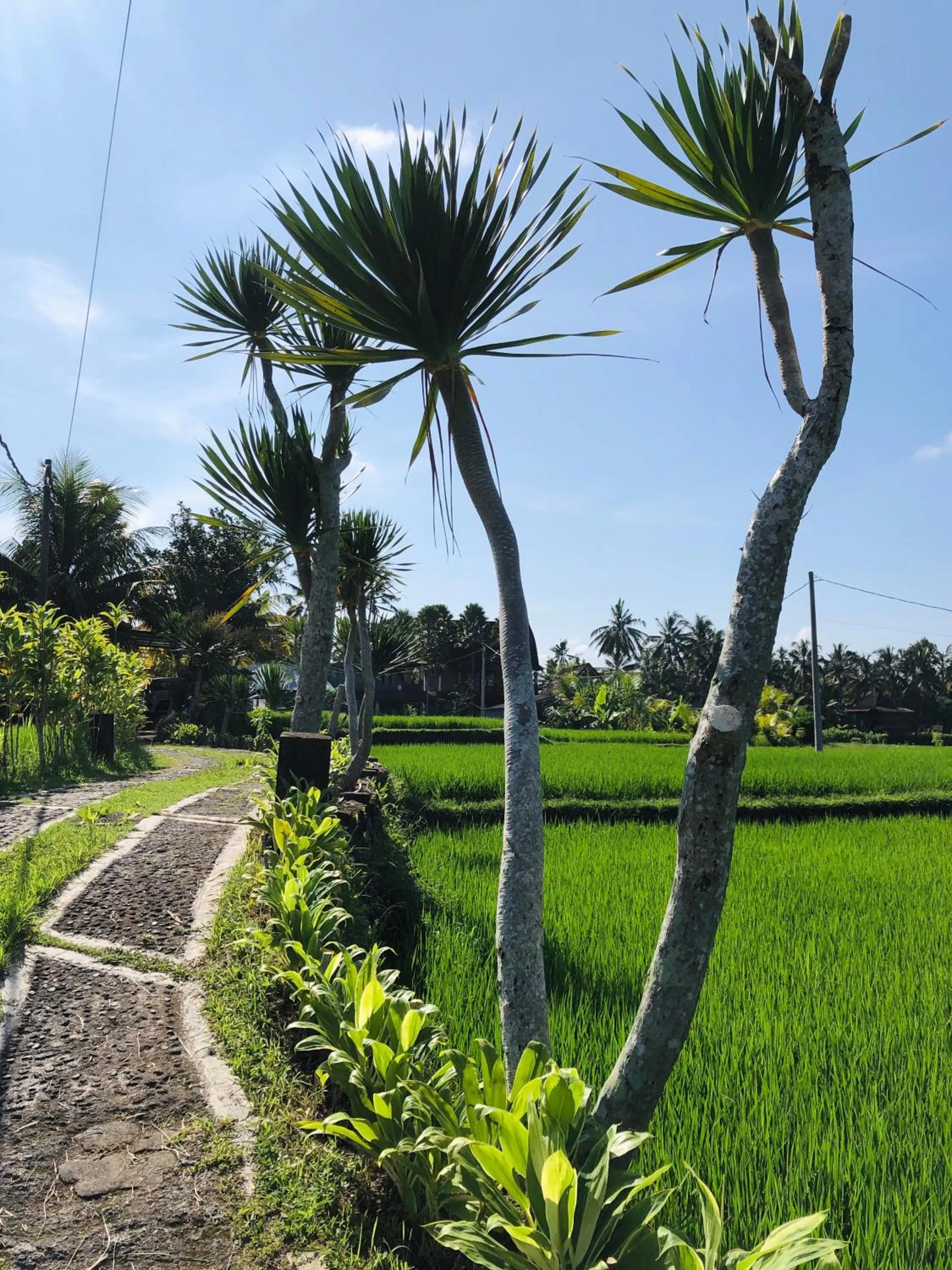 Garden in Villa JJ and Spa Ubud