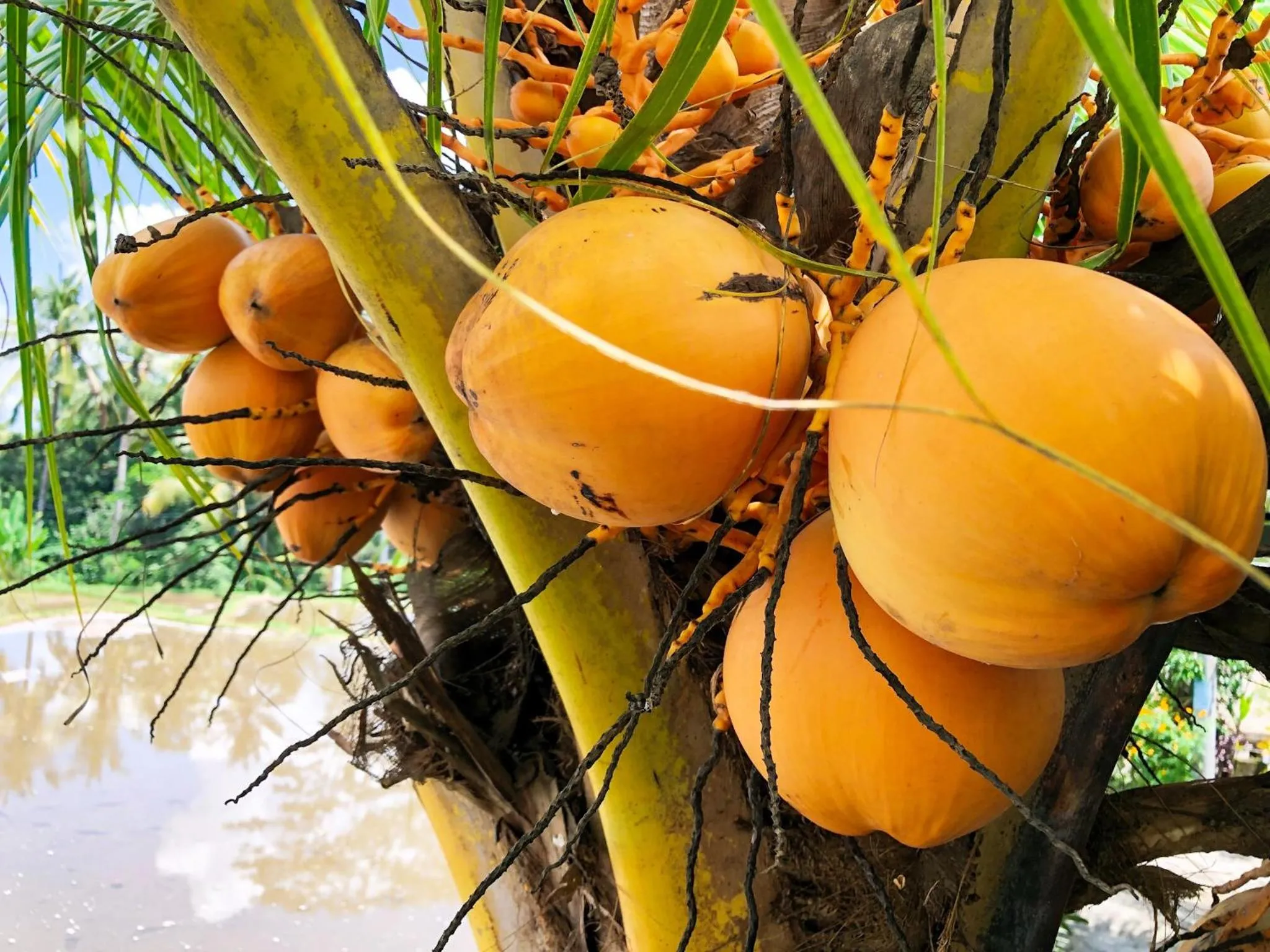 View (from property/room) in Villa JJ and Spa Ubud