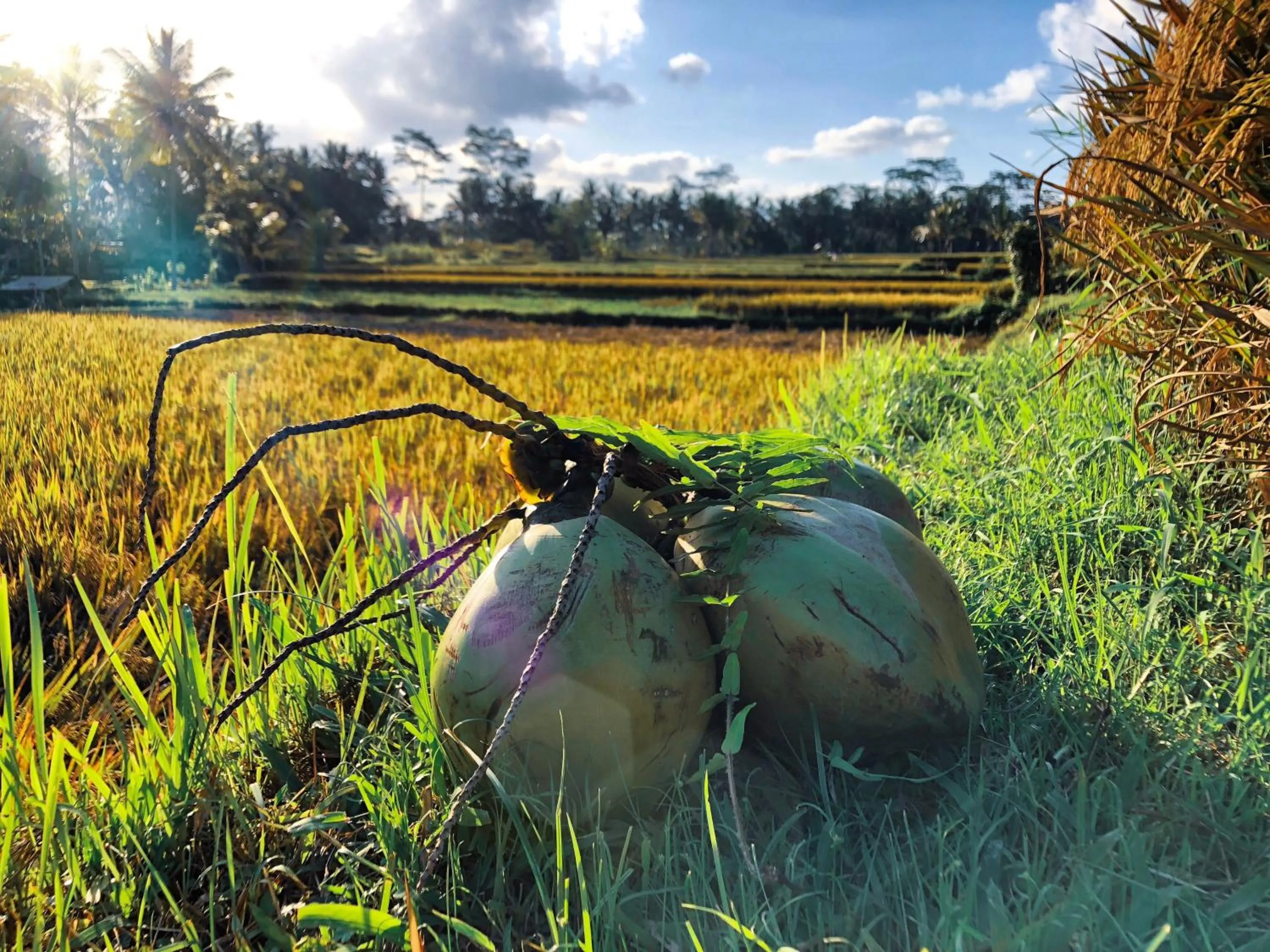Natural landscape in Villa JJ and Spa Ubud