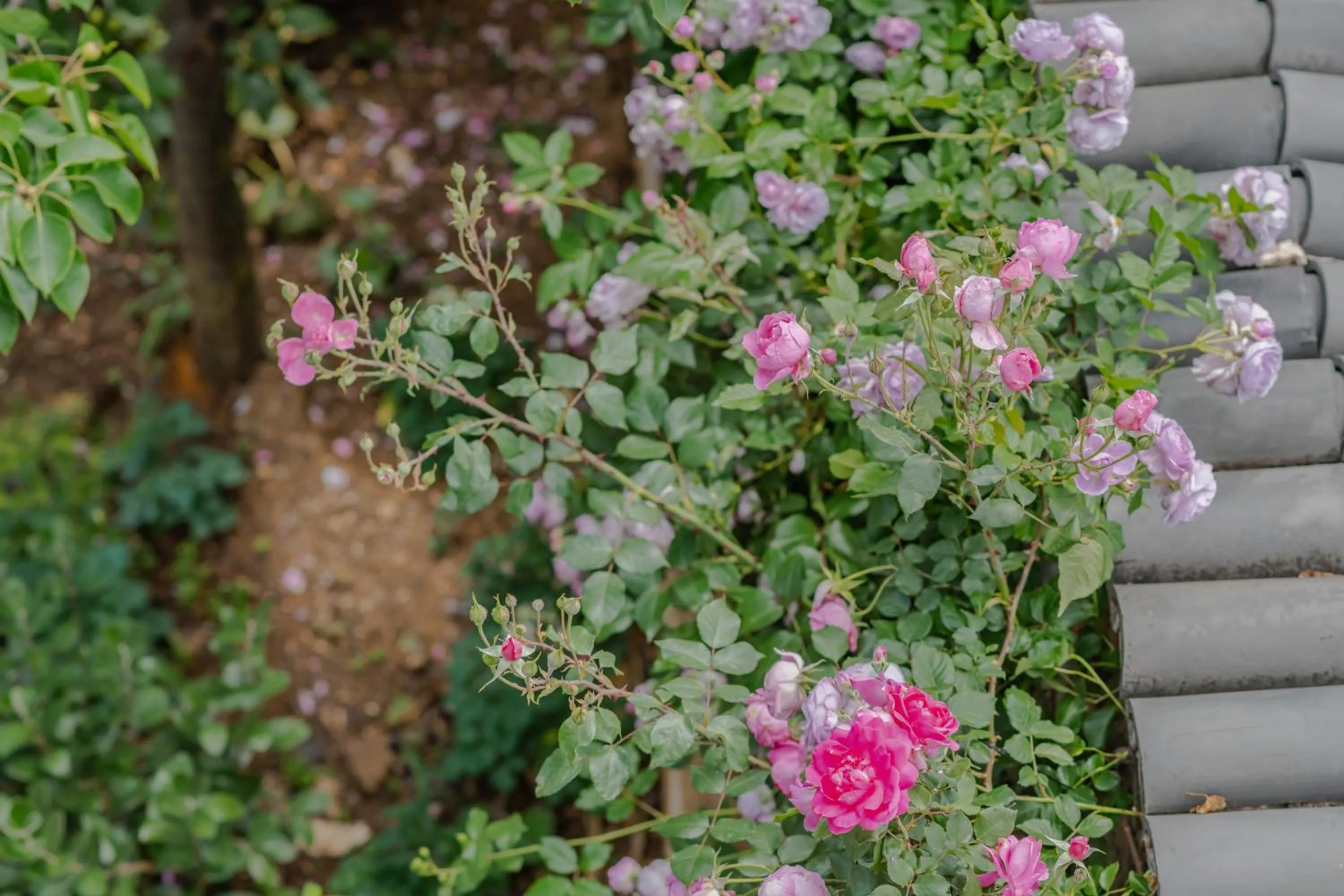 Baisha Flamingo Hotel