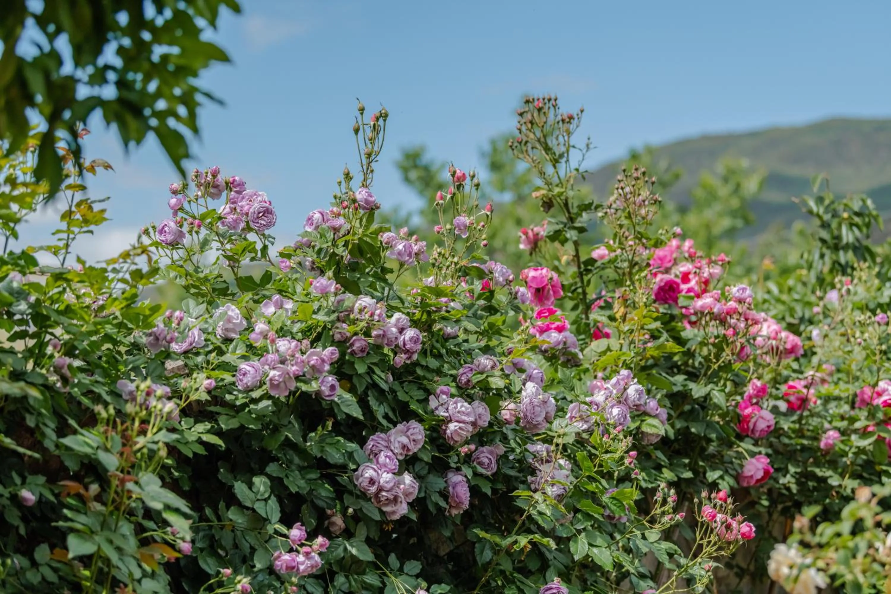 Baisha Flamingo Hotel