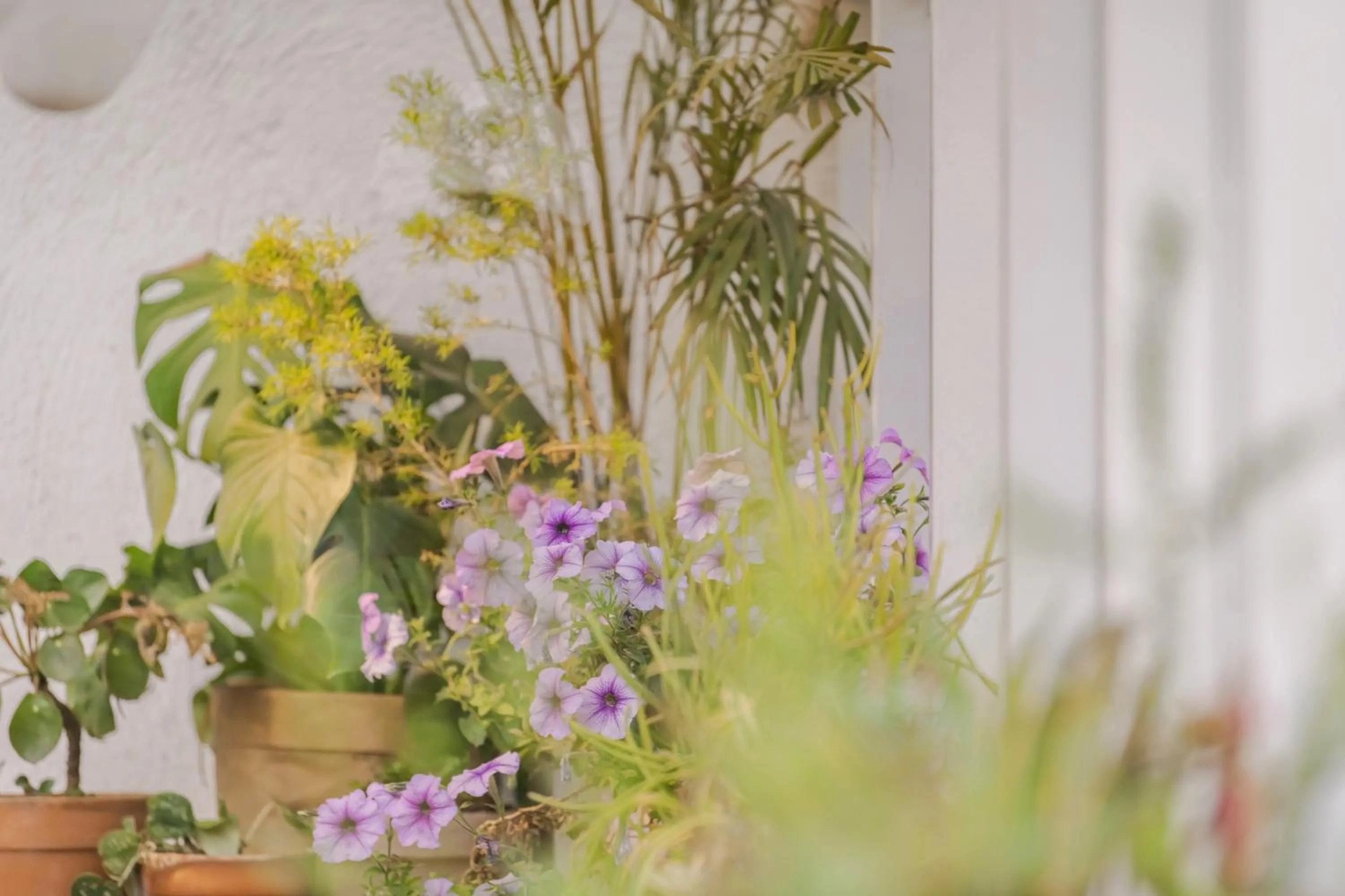 Baisha Flamingo Hotel