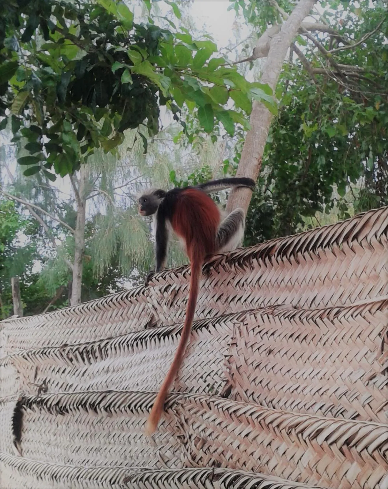 Animals in Kimte Beach Lodge