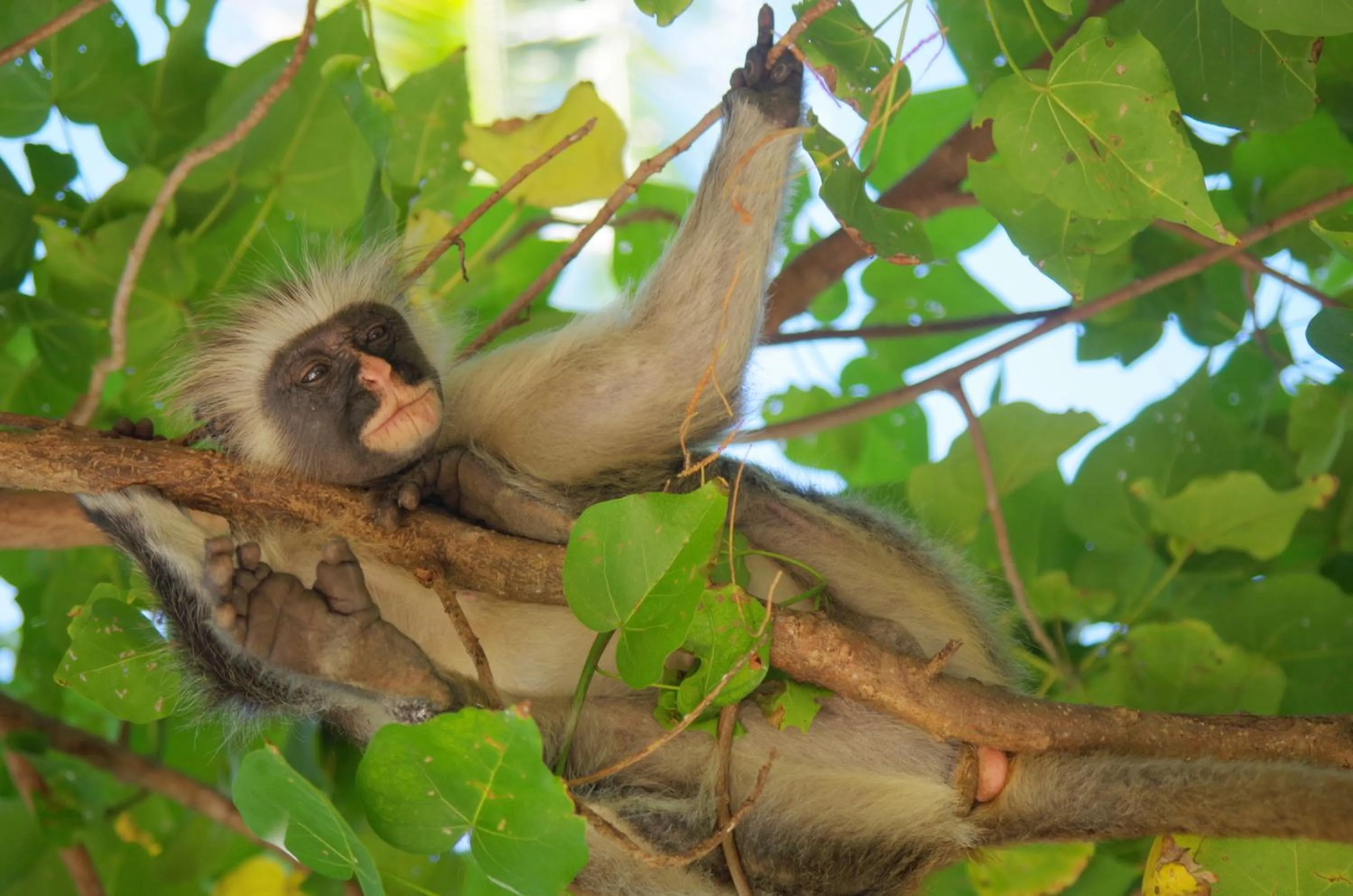 Animals in Kimte Beach Lodge