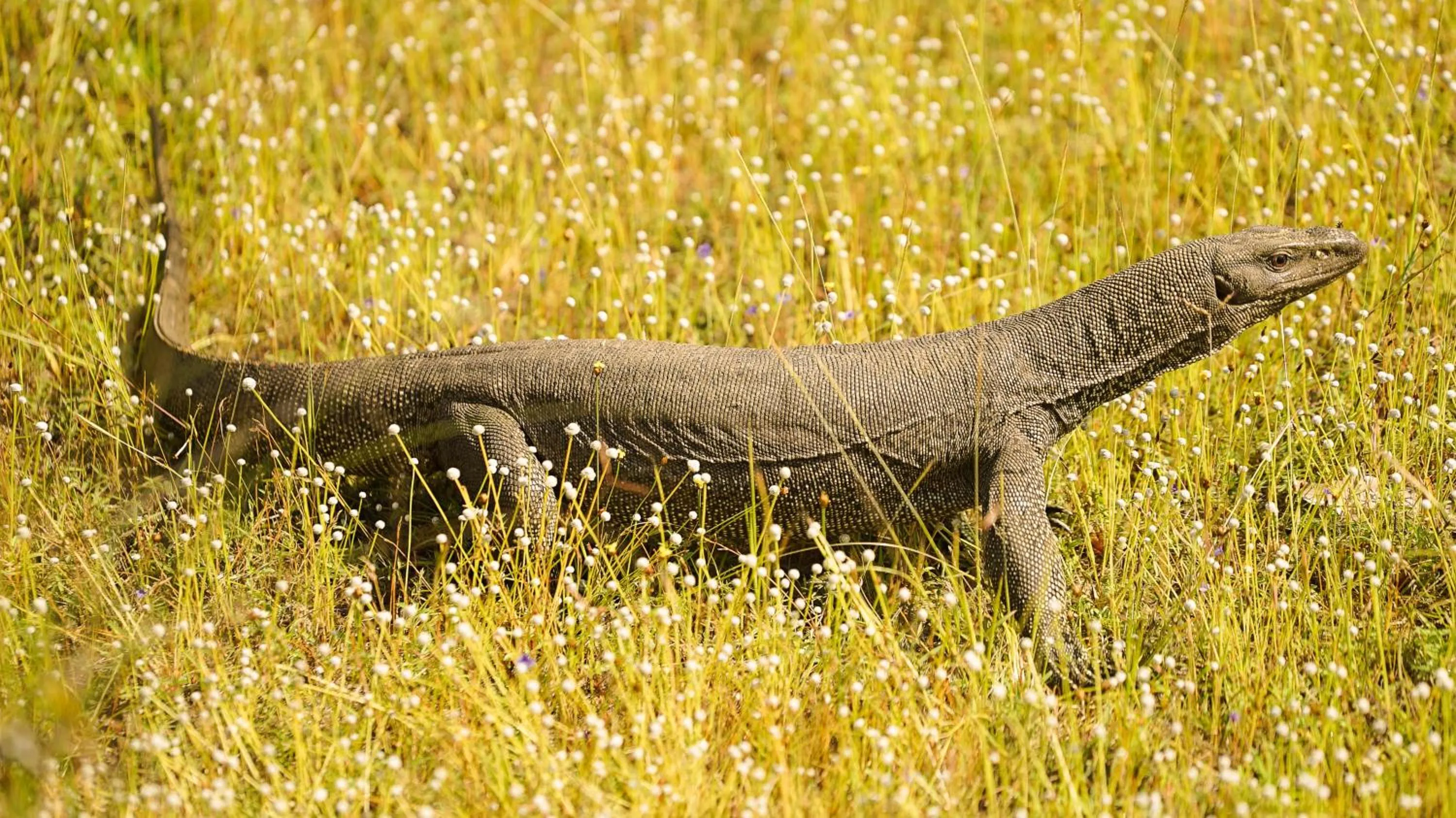 Day in De Silva Wind Resort Kalpitiya - Kitesurfing School Sri Lanka