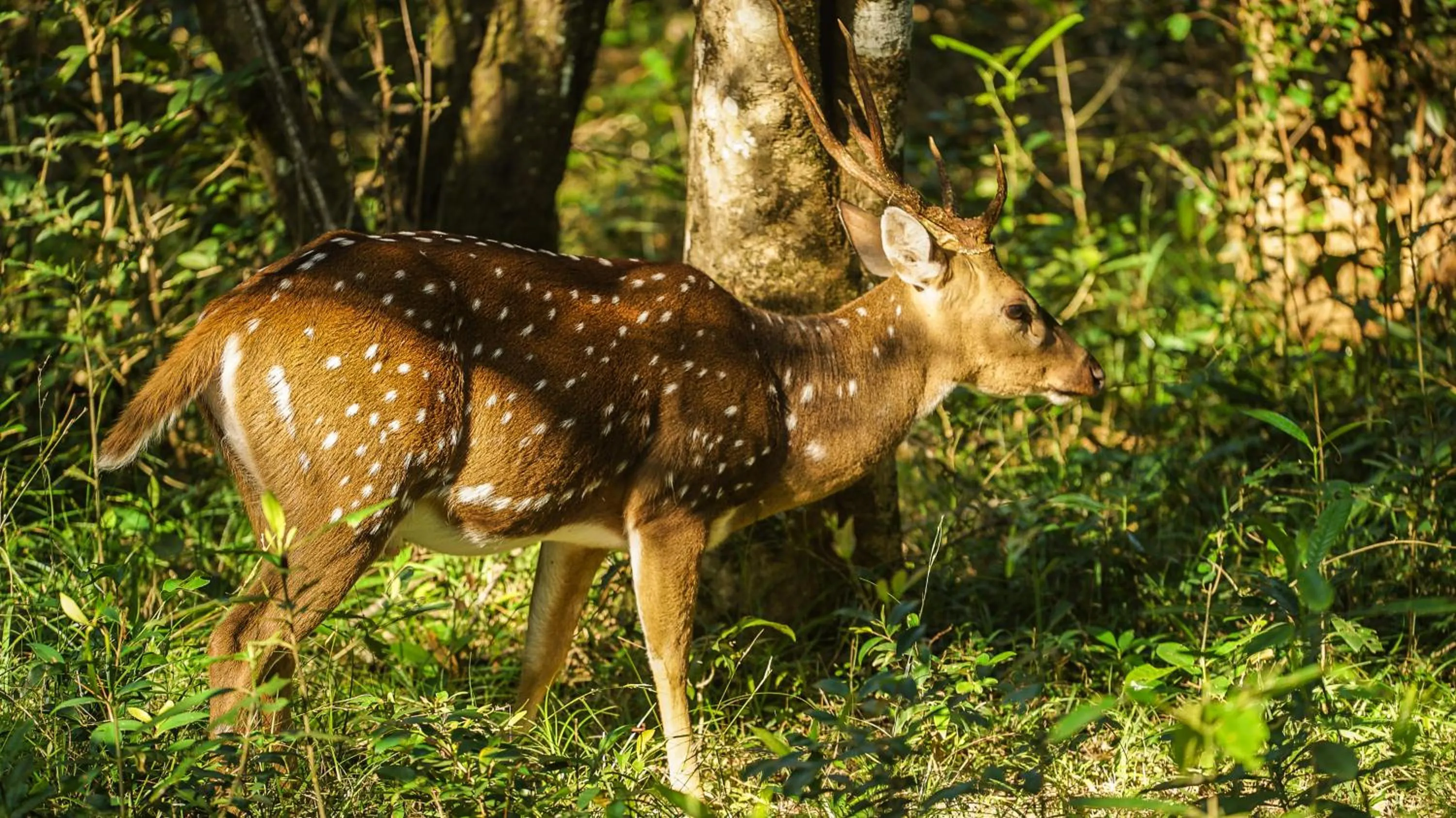 Animals in De Silva Wind Resort Kalpitiya - Kitesurfing School Sri Lanka