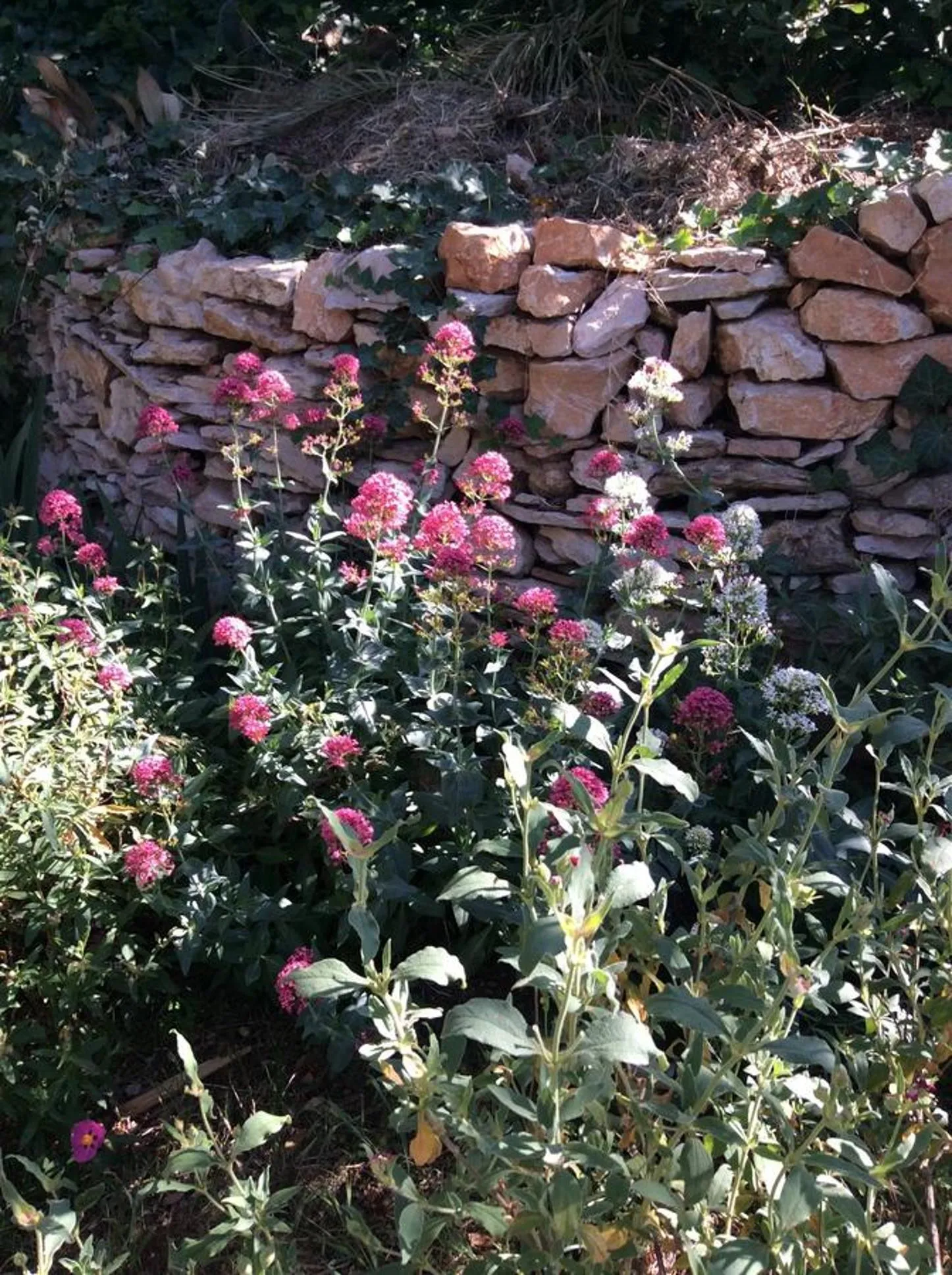 Garden in Inn 4 Bears
