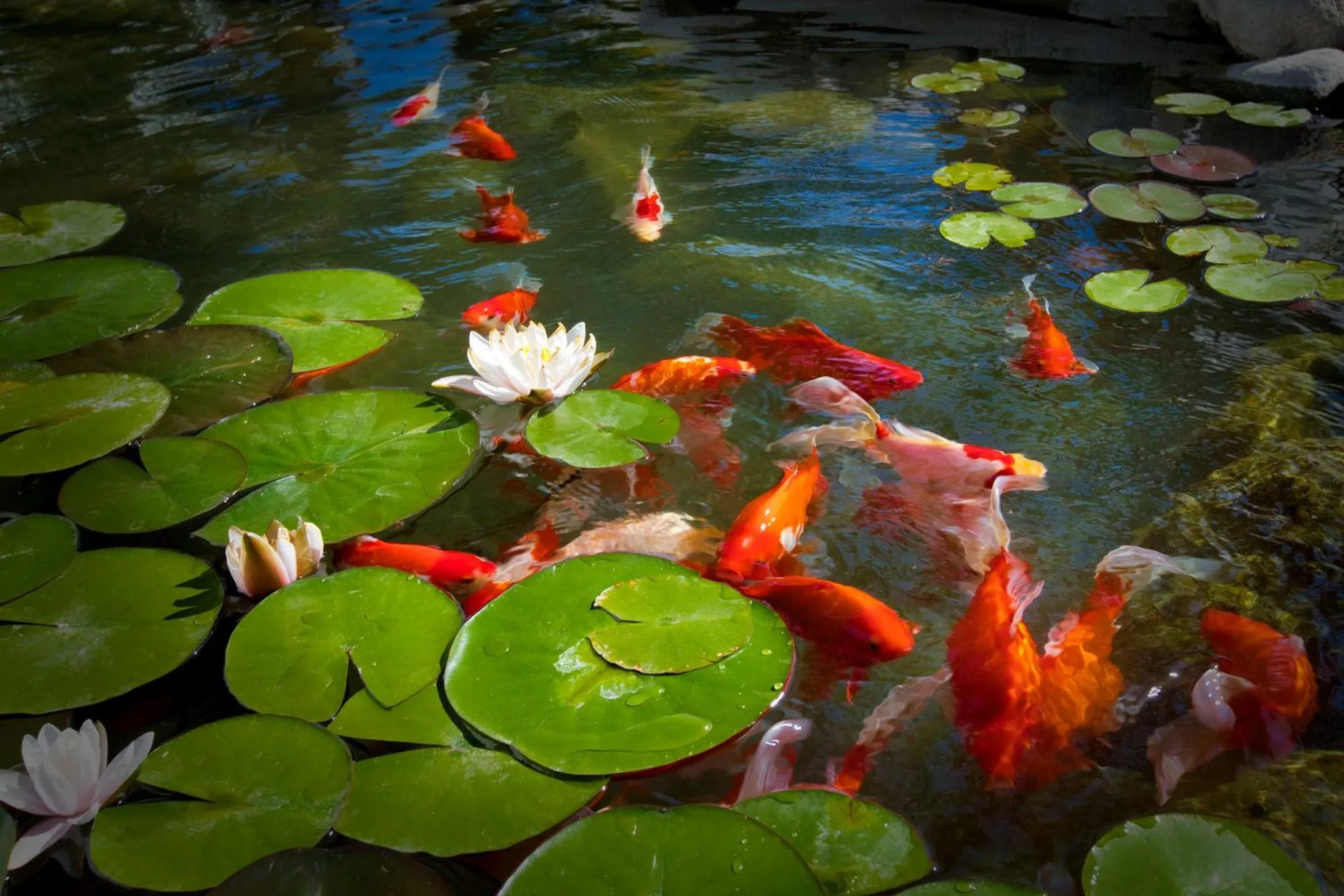 Animals in Dive Palm Springs