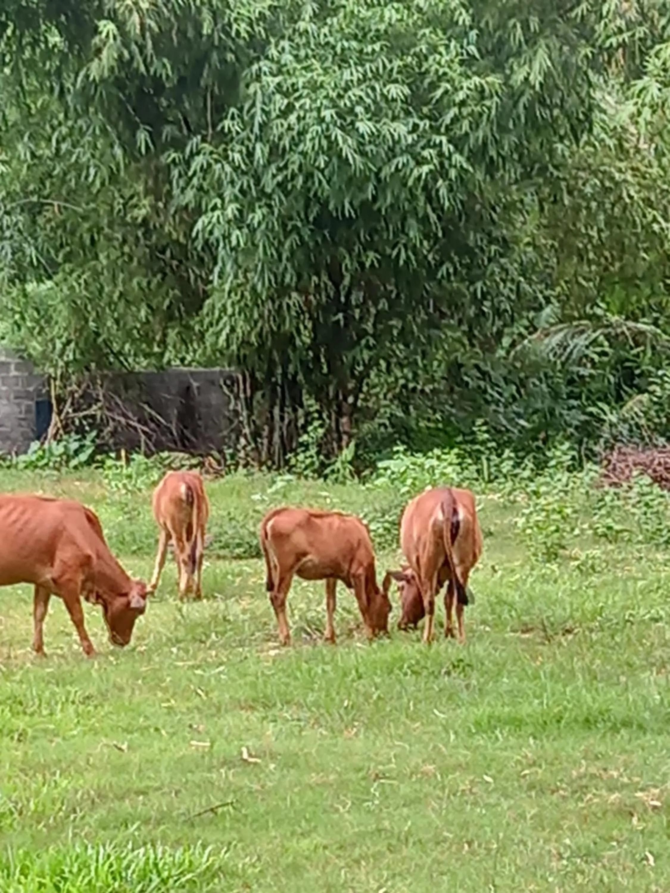 Mai Chau Xanh Bungalow