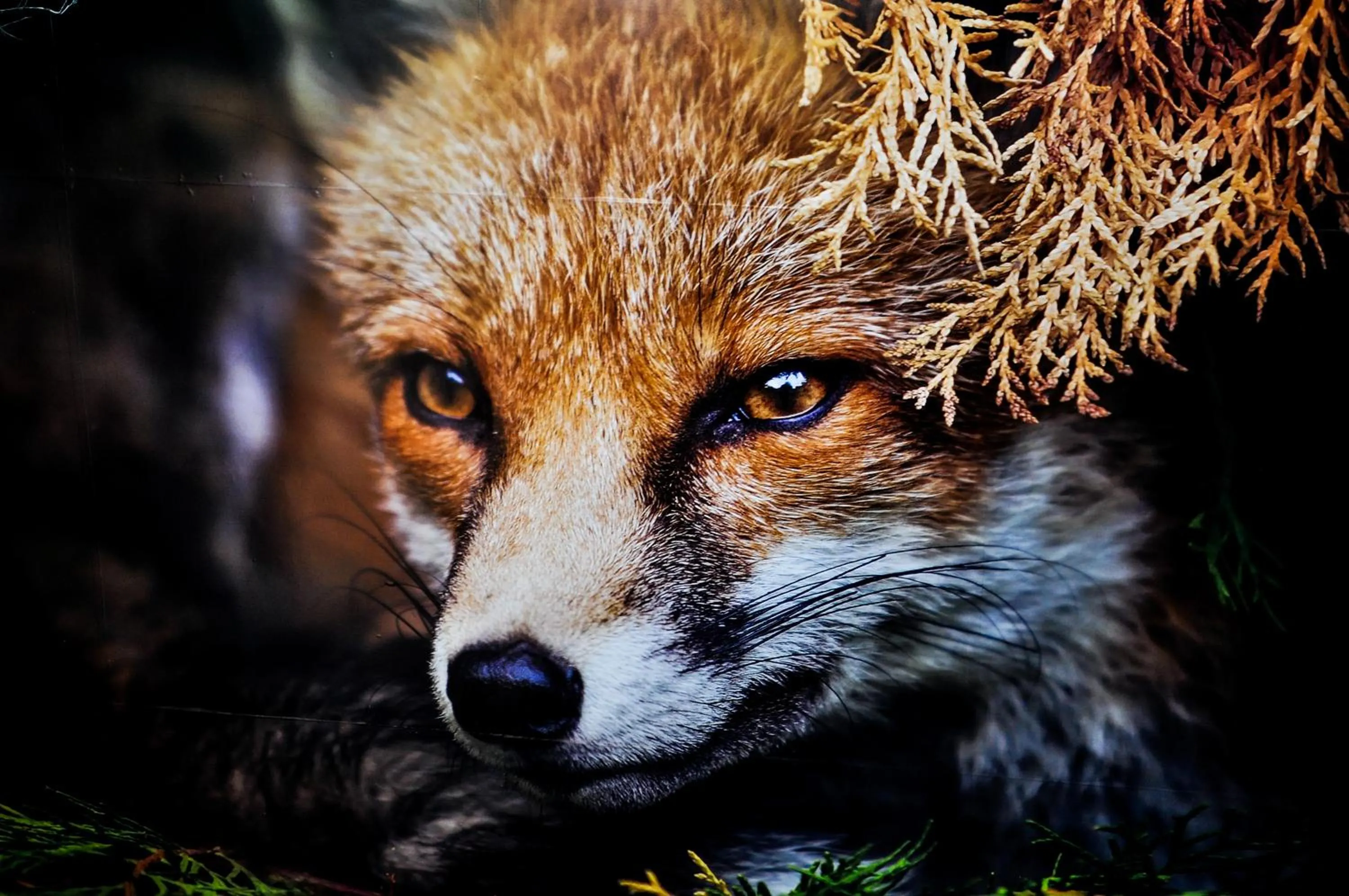 The Fox Hostel