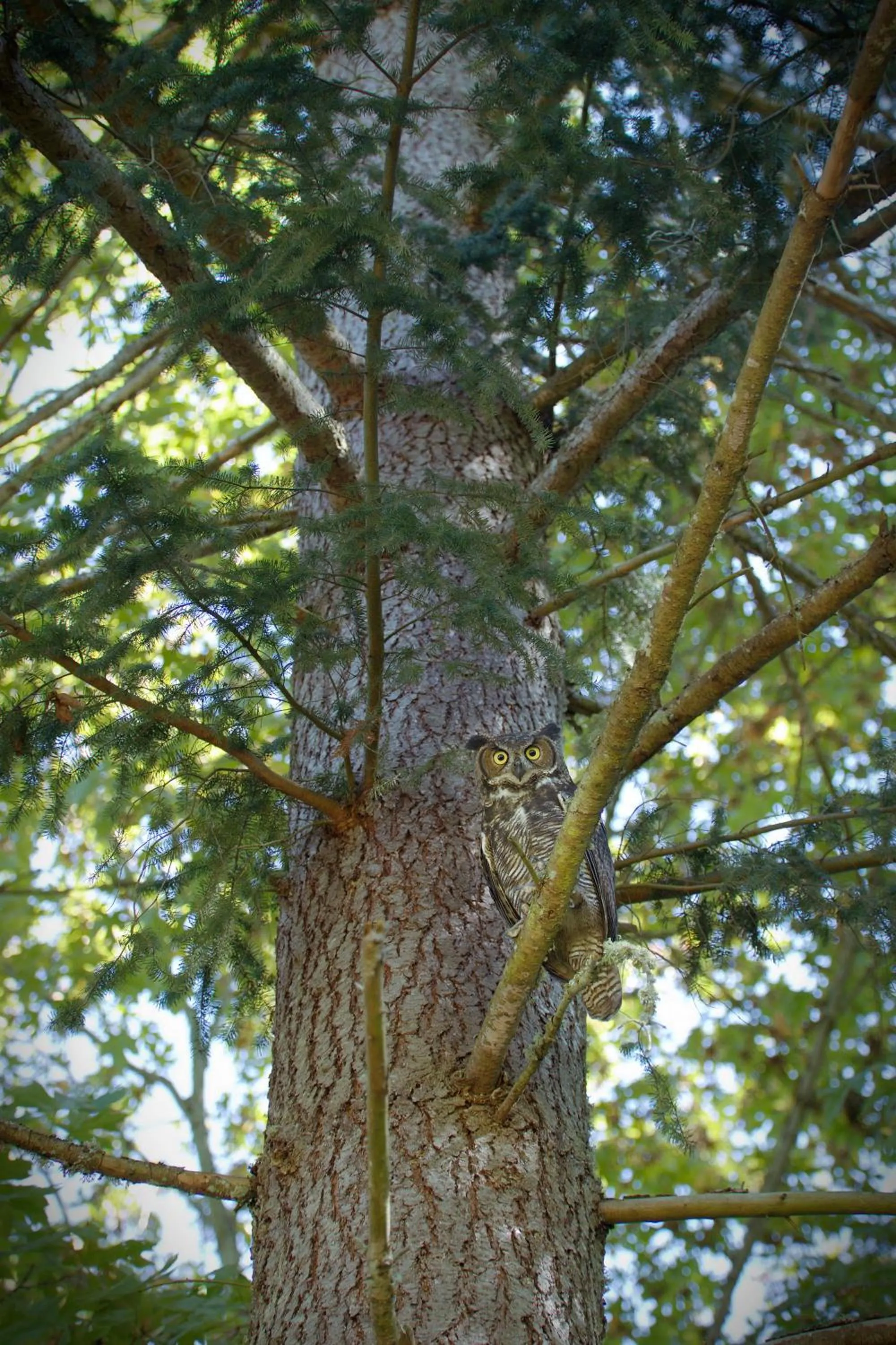 Animals in Kiwi Cove Lodge