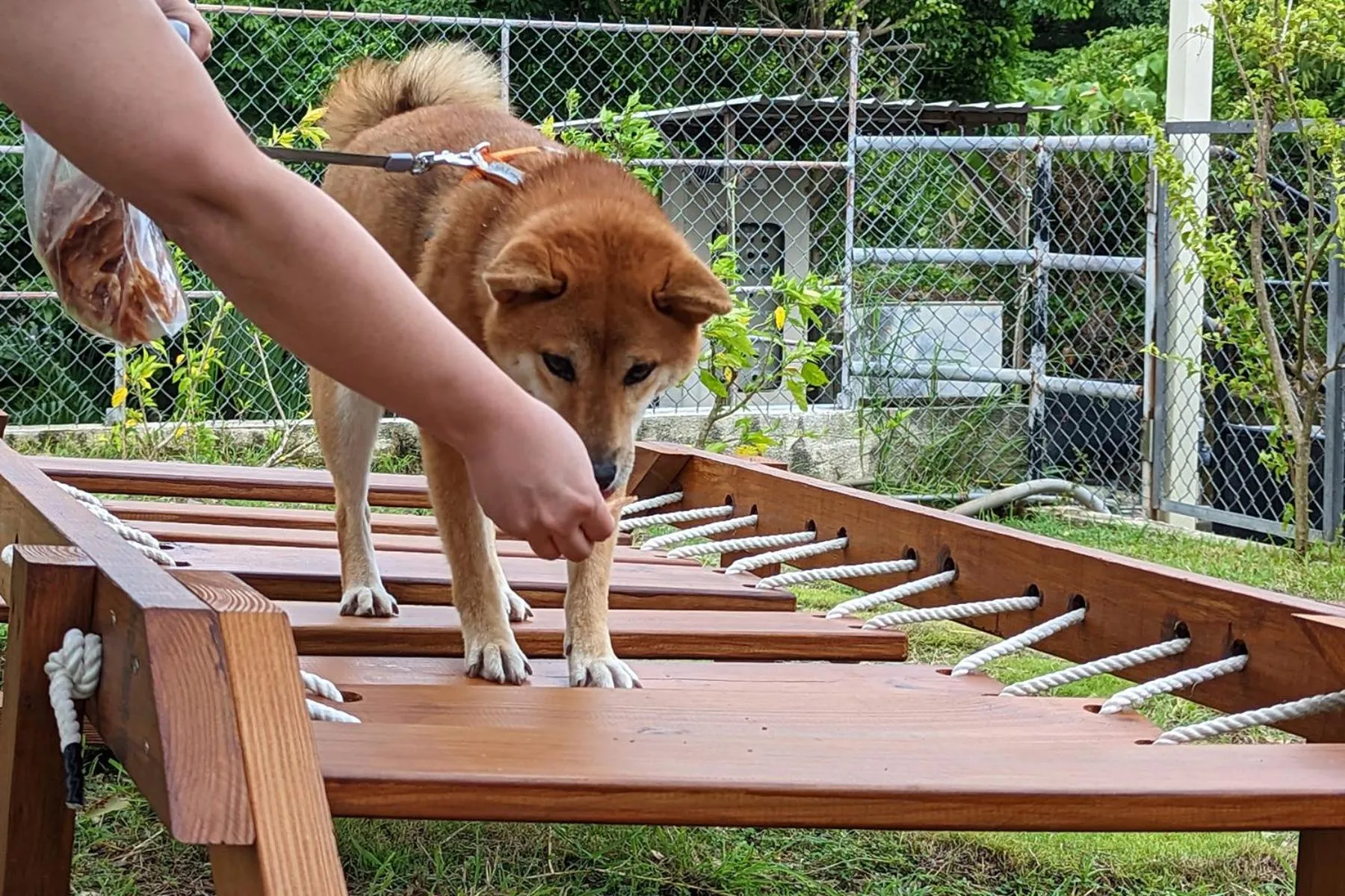Animals in Howard Kenting Wonder House