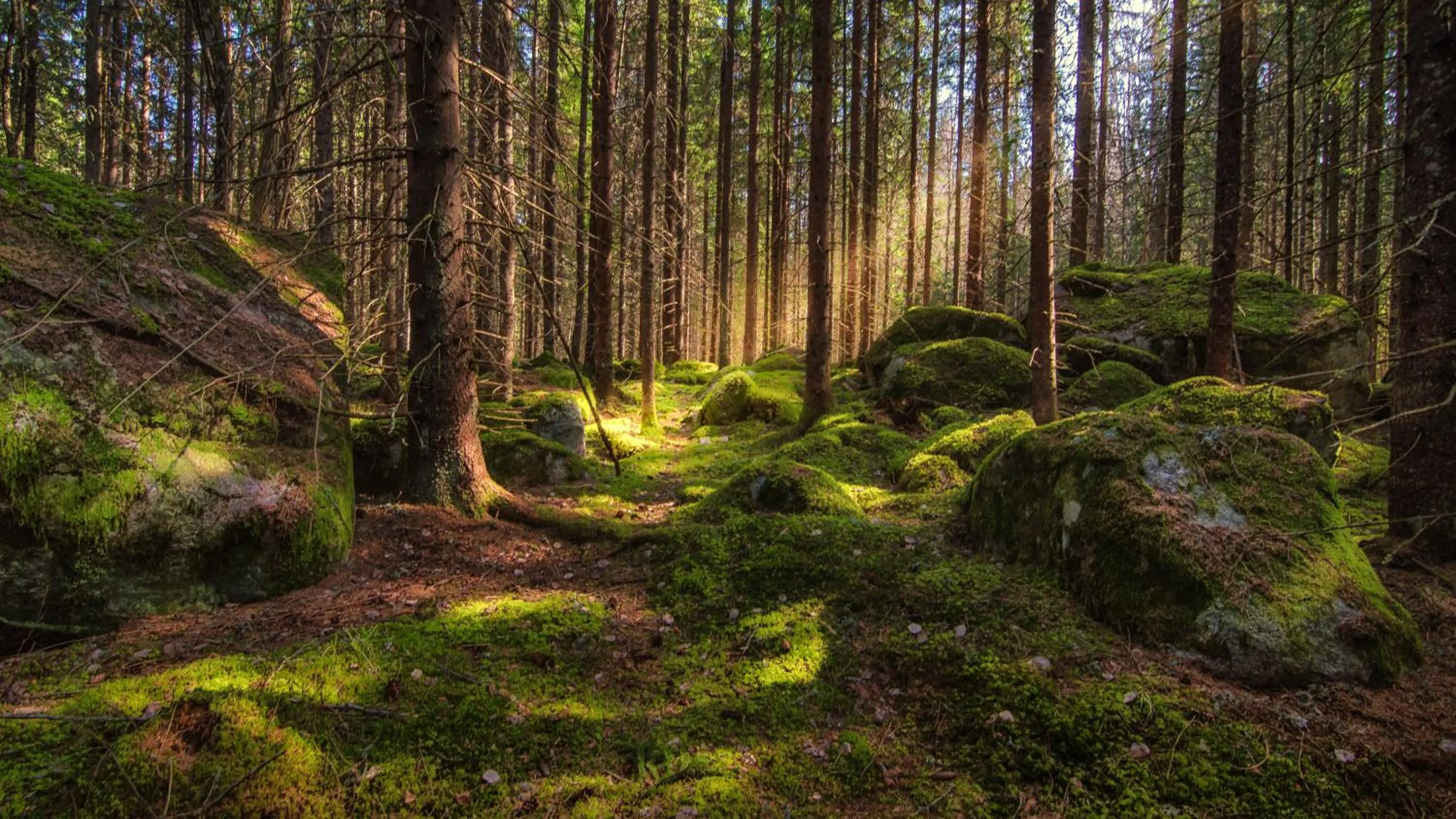 Natural landscape in Färna Herrgård & Spa