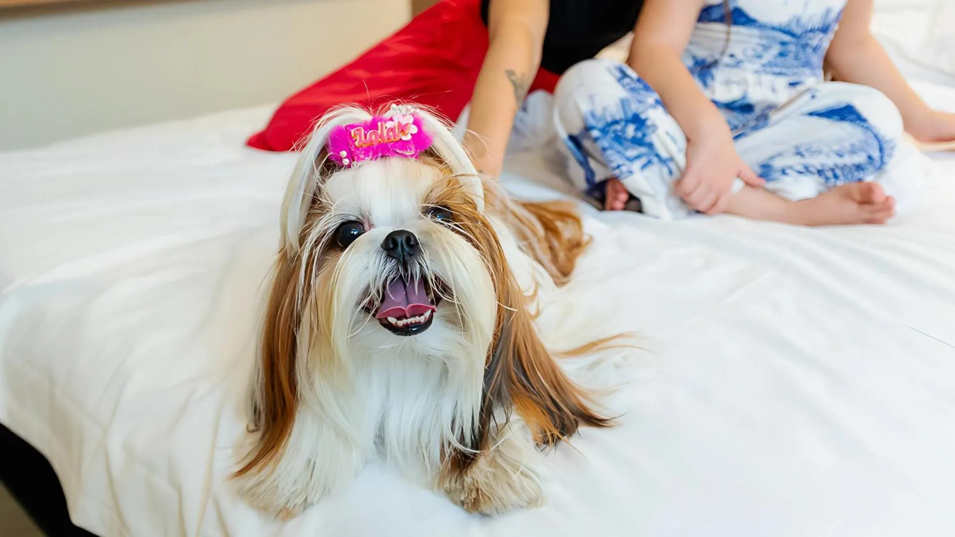 Pets in Ibis Styles Macaé