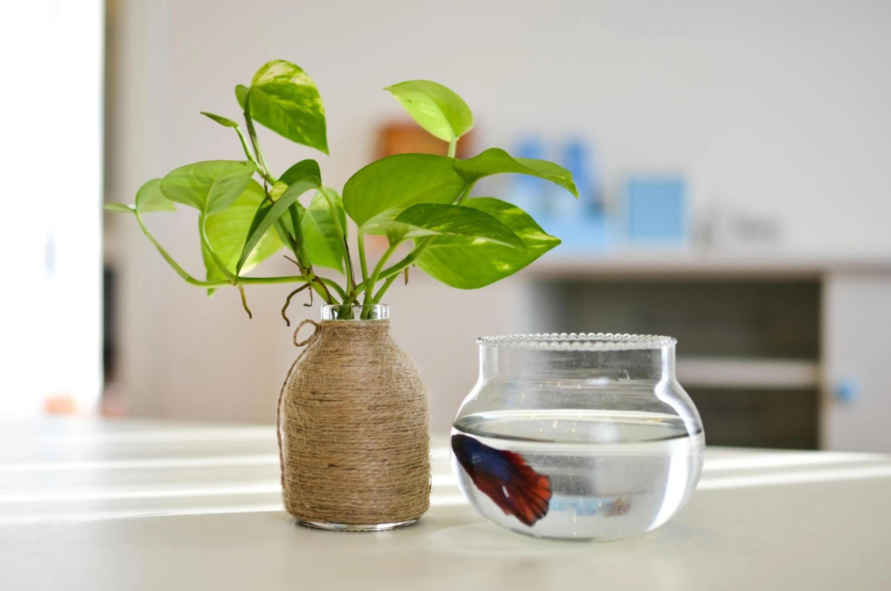 Natural landscape in Palmier Hotel - Art House Da Nang