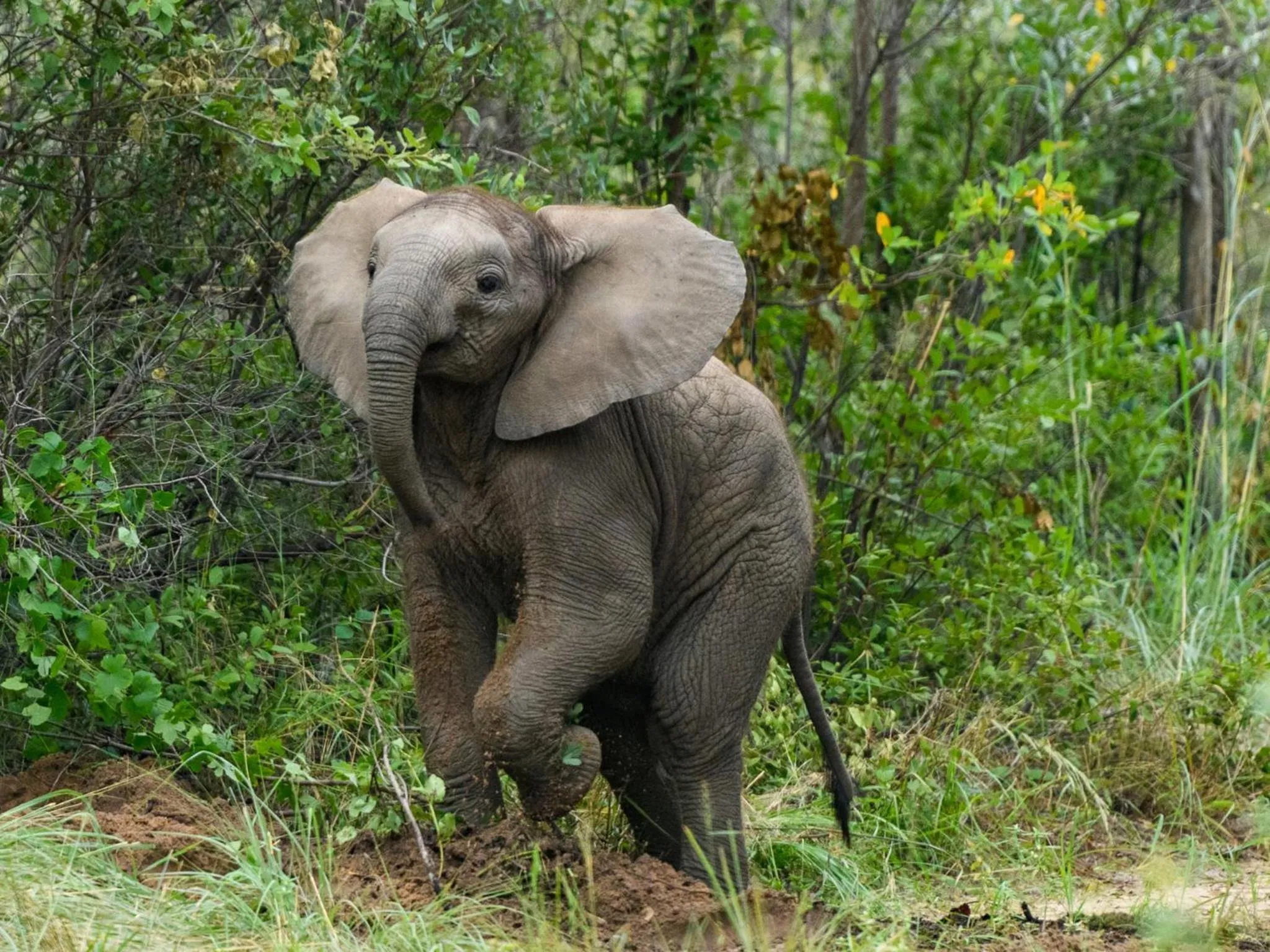 Animals in Monomotapa Village