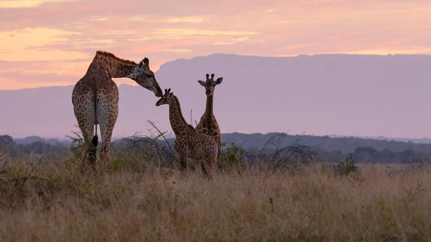 Hoedspruit Raptors Lodge N16