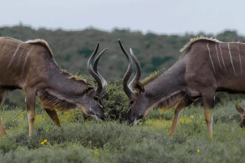 Hoedspruit Raptors Lodge N16