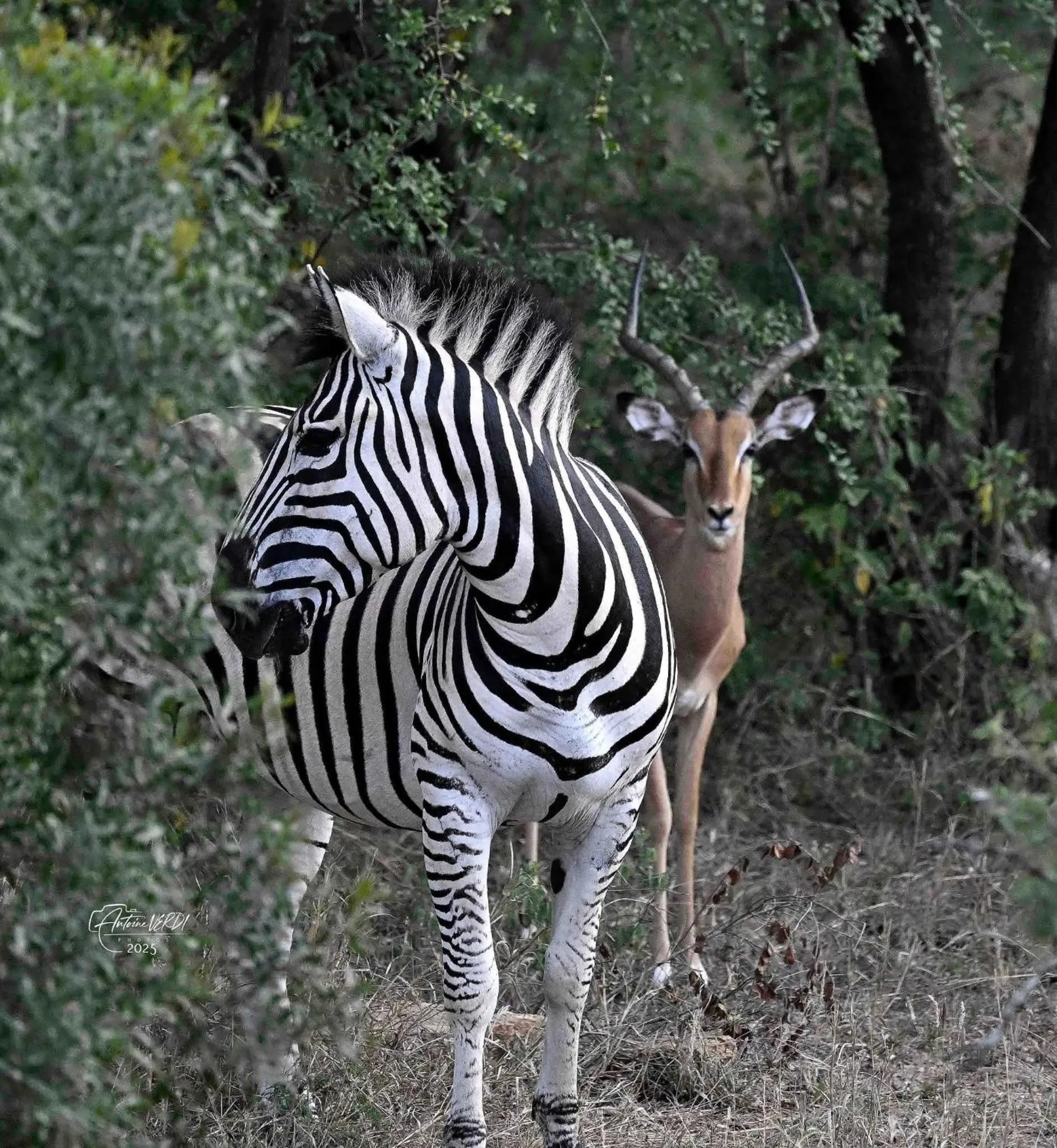 Hoedspruit Raptors Lodge N16