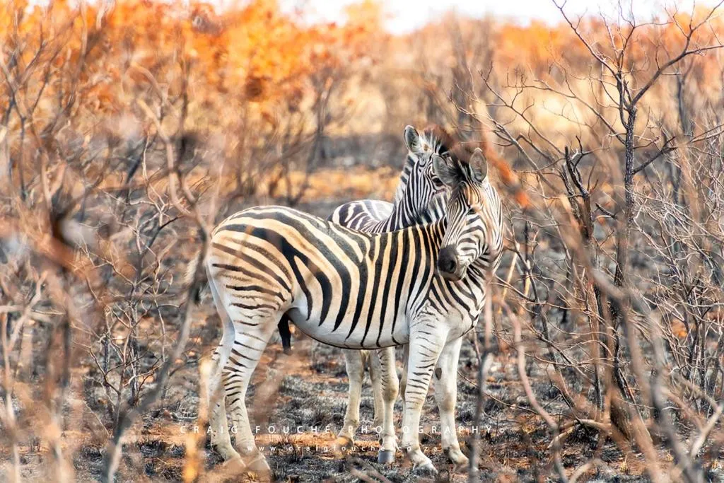 Hoedspruit Raptors Lodge N16