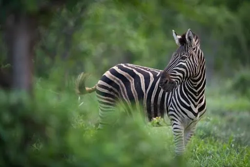 Hoedspruit Raptors Lodge N16