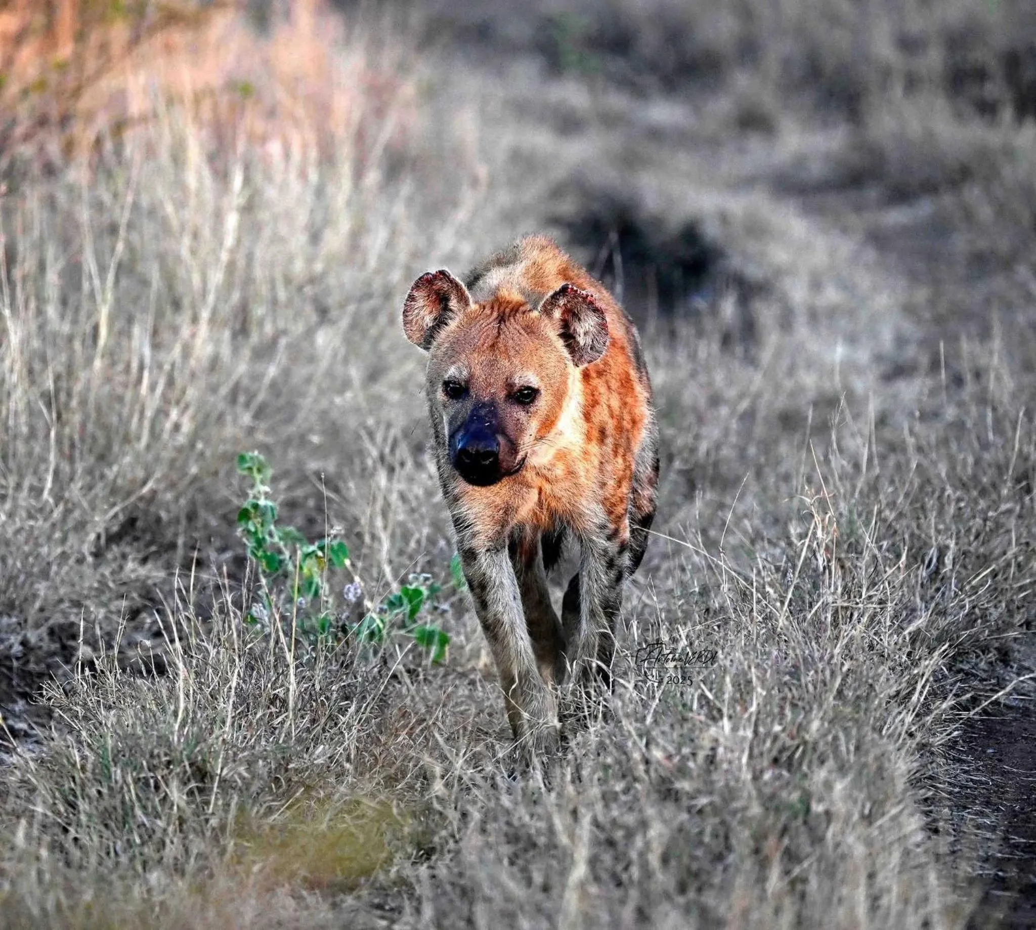 Hoedspruit Raptors Lodge N16