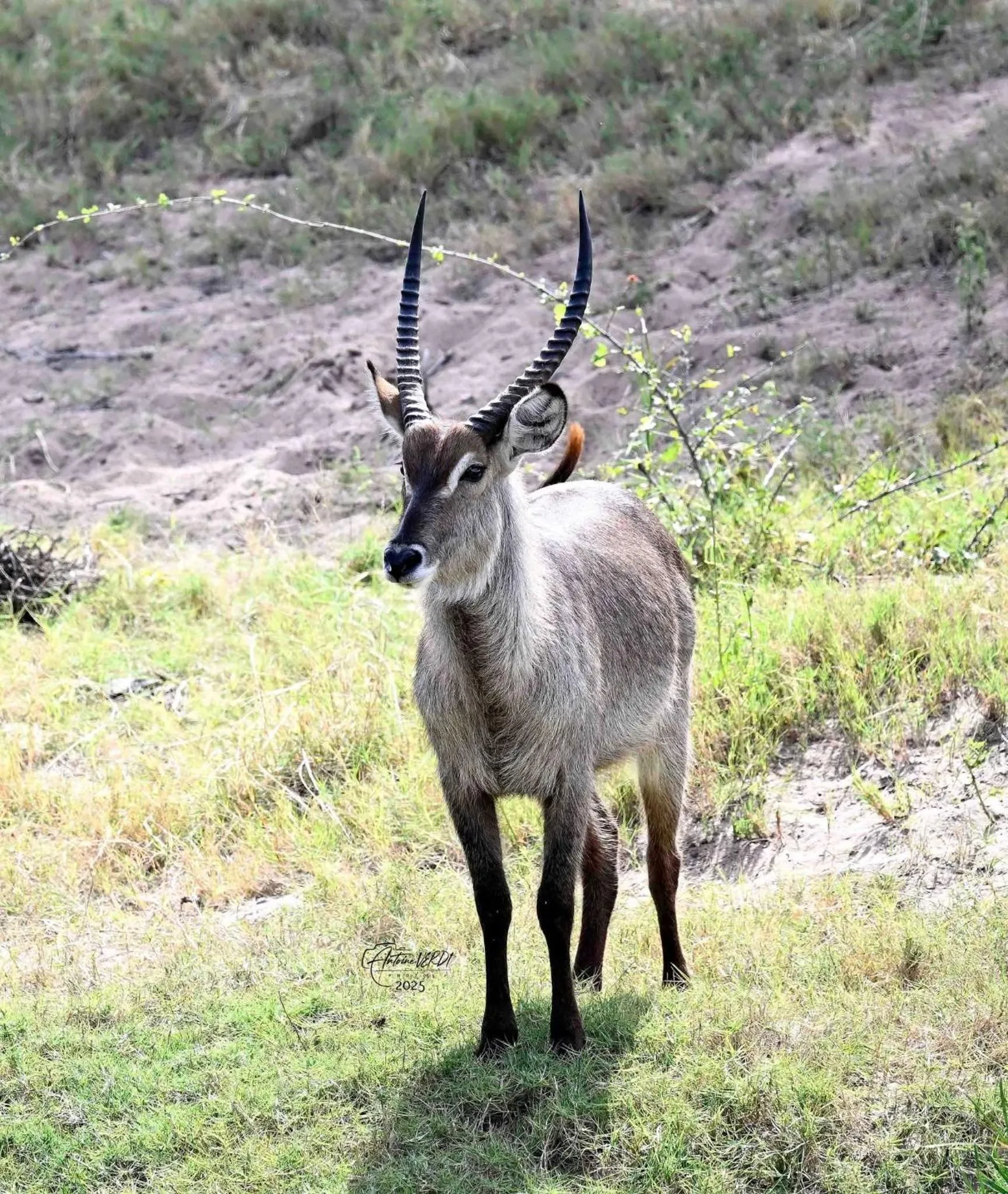 Hoedspruit Raptors Lodge N16