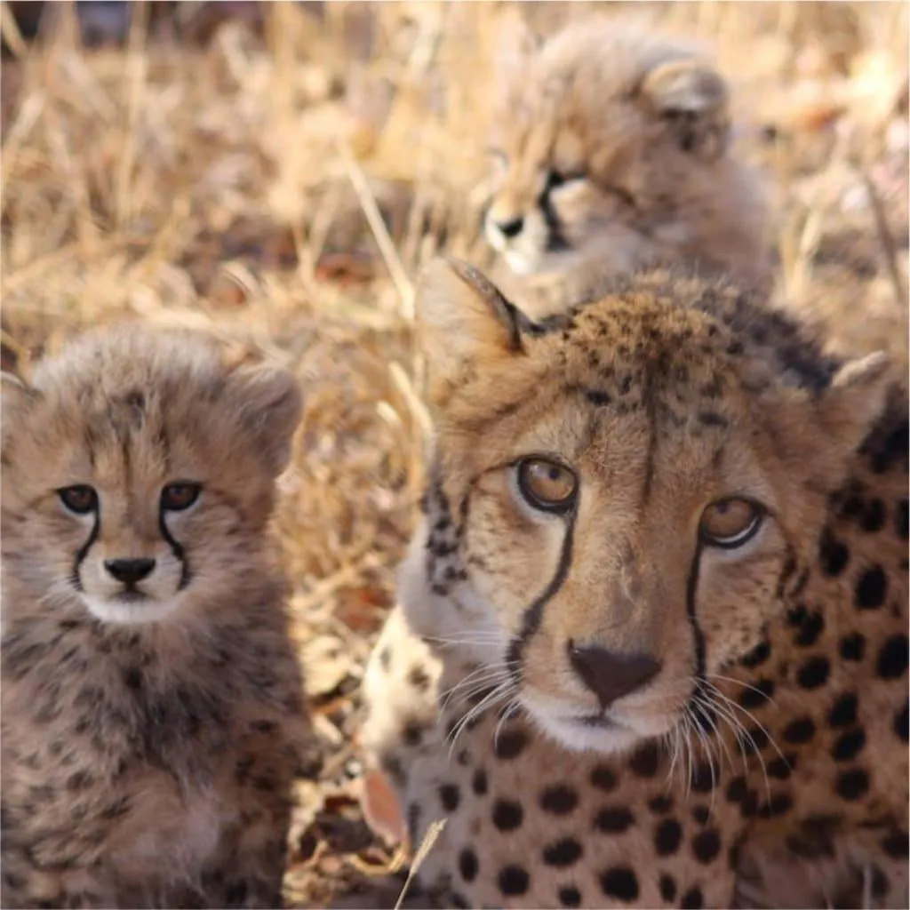 Hoedspruit Raptors Lodge N16