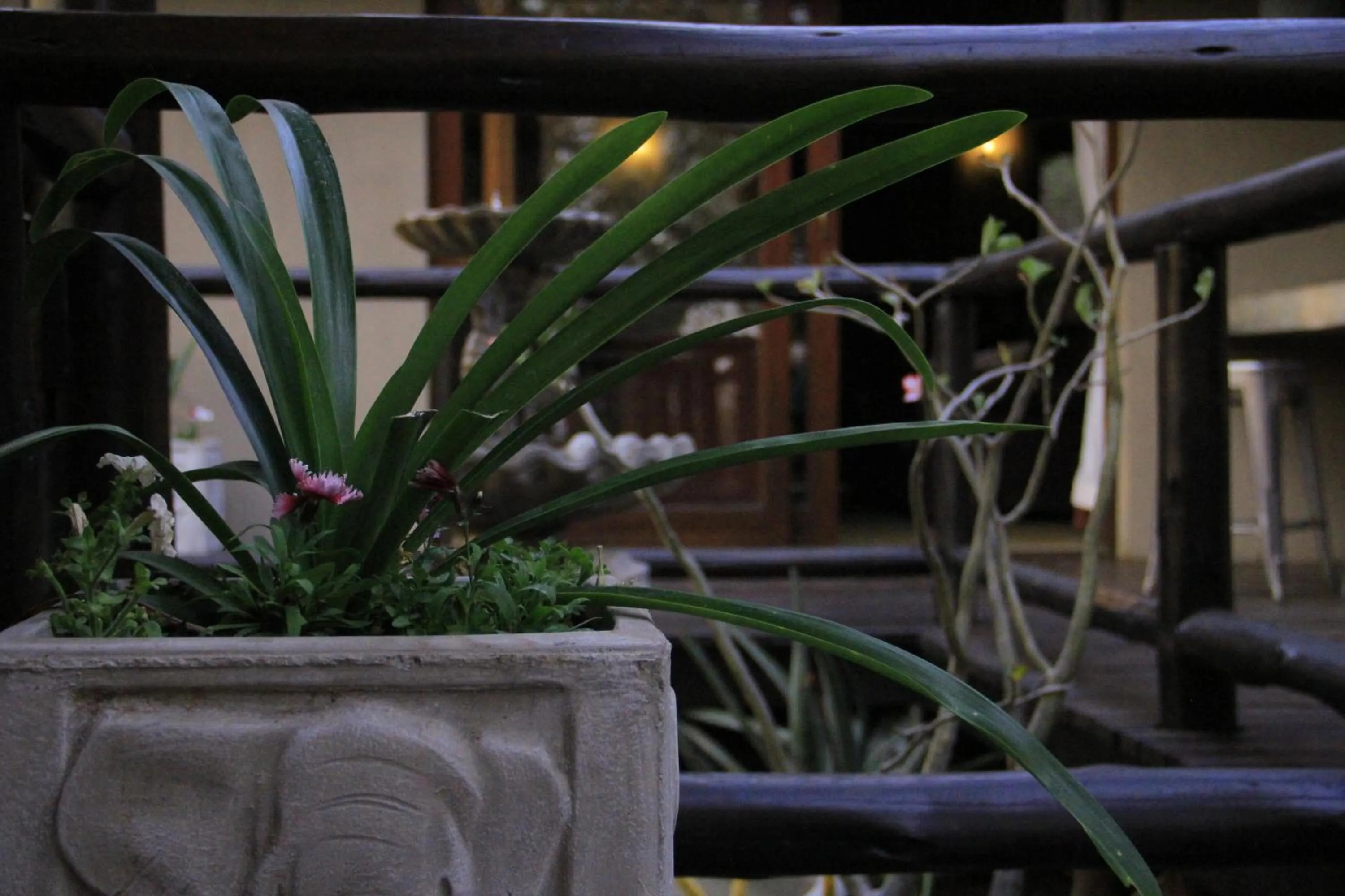 Garden view in Hoedspruit Raptors Lodge N16