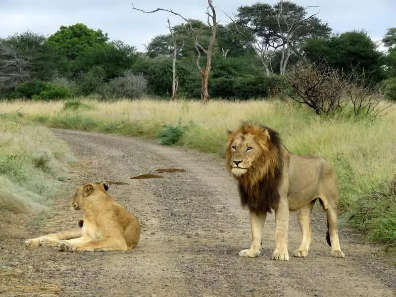 Hoedspruit Raptors Lodge N16