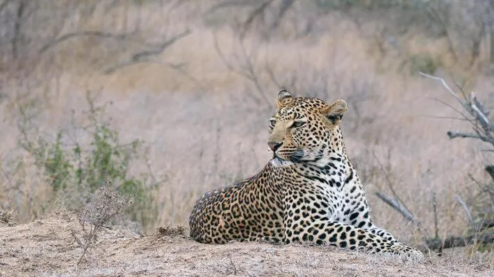 Hoedspruit Raptors Lodge N16