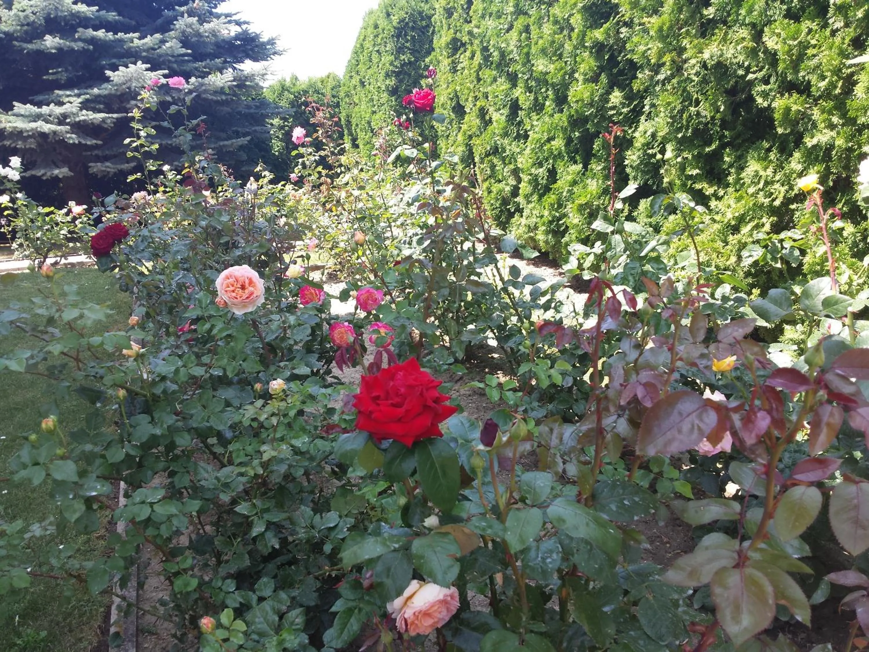 Day in Napfény villa
