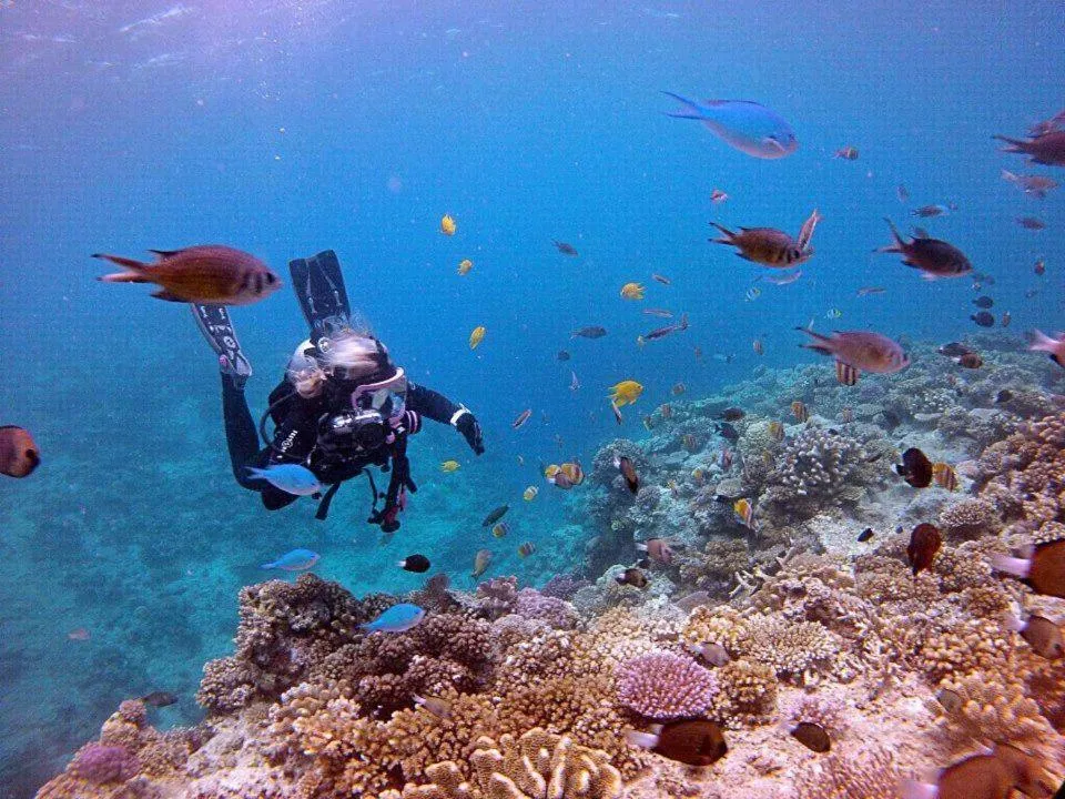 Diving in Studio 23 Orient Bay