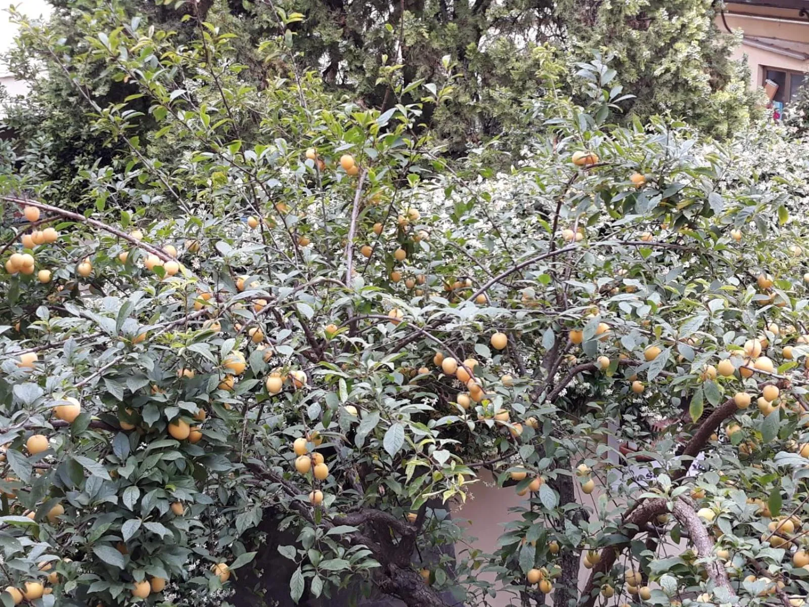 Garden in Hotel Ginori Al Duomo - dBe Hotels