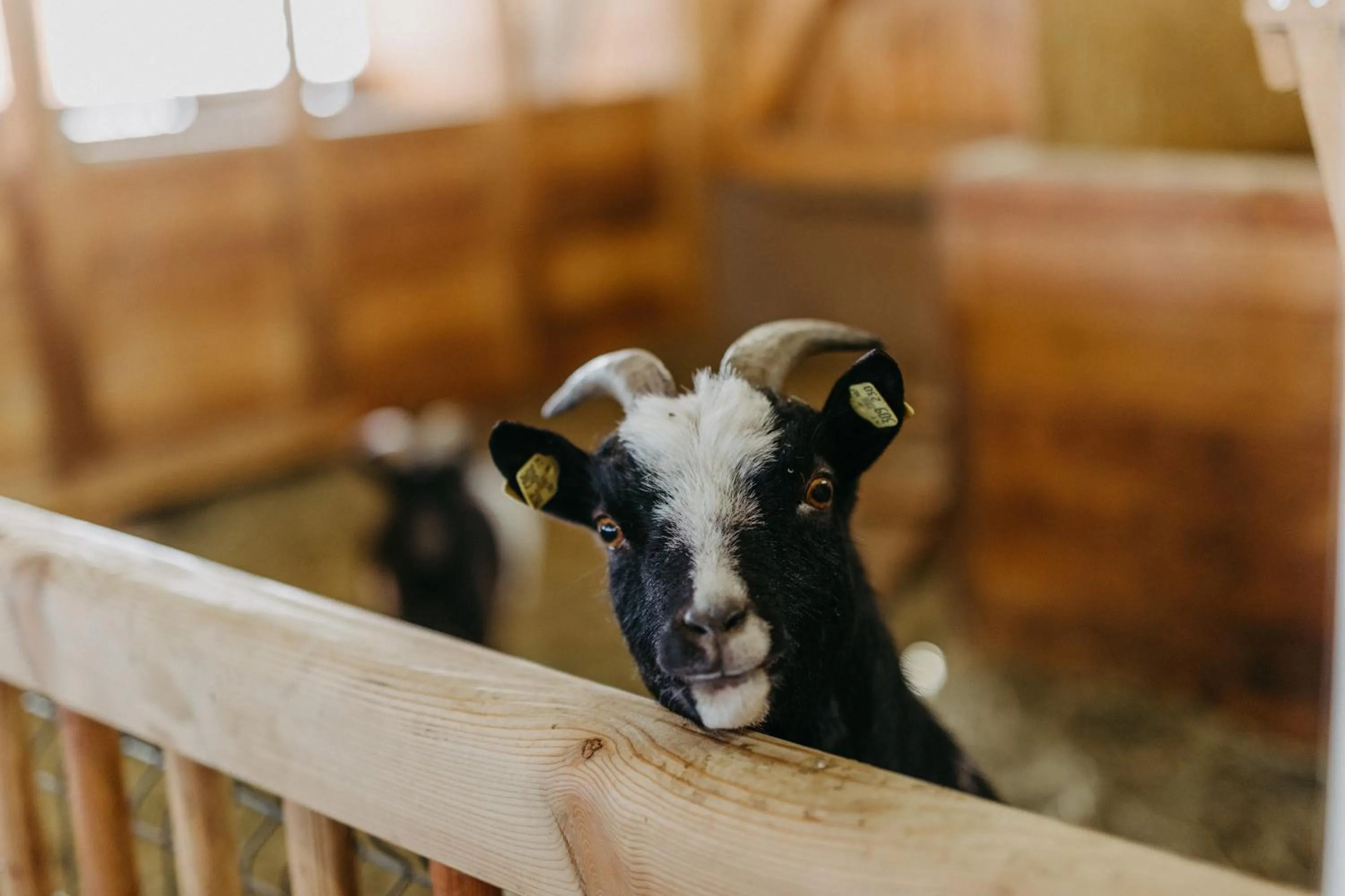 children in Naturresort PURADIES