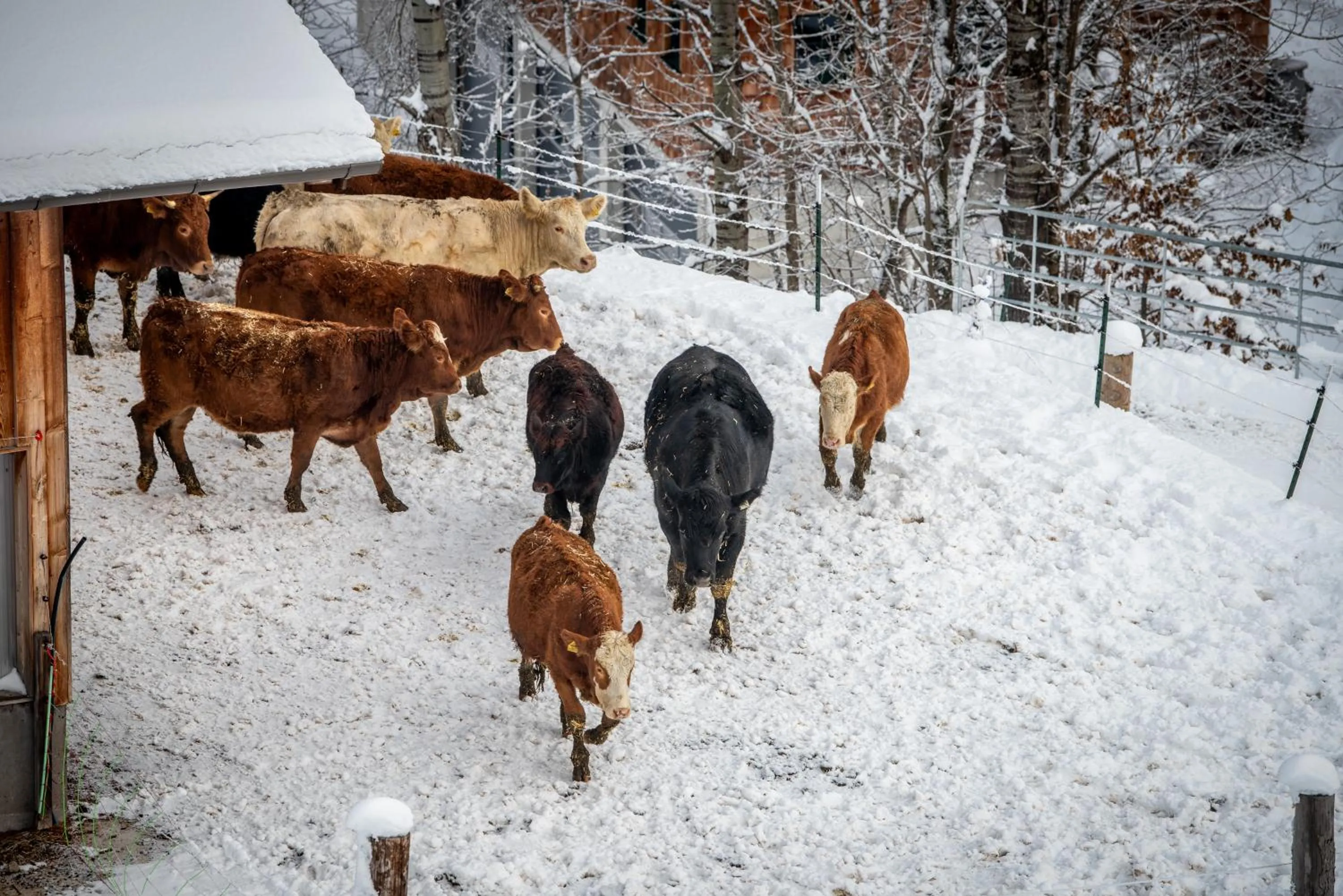Animals in Naturresort PURADIES