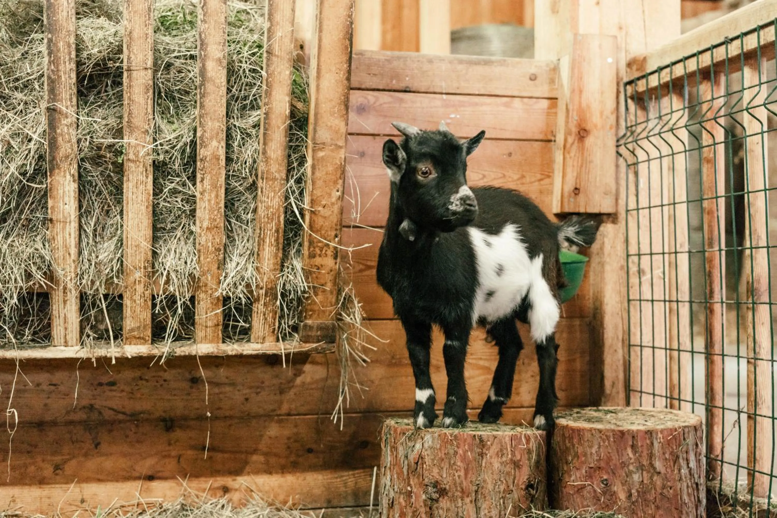 Animals in Naturresort PURADIES