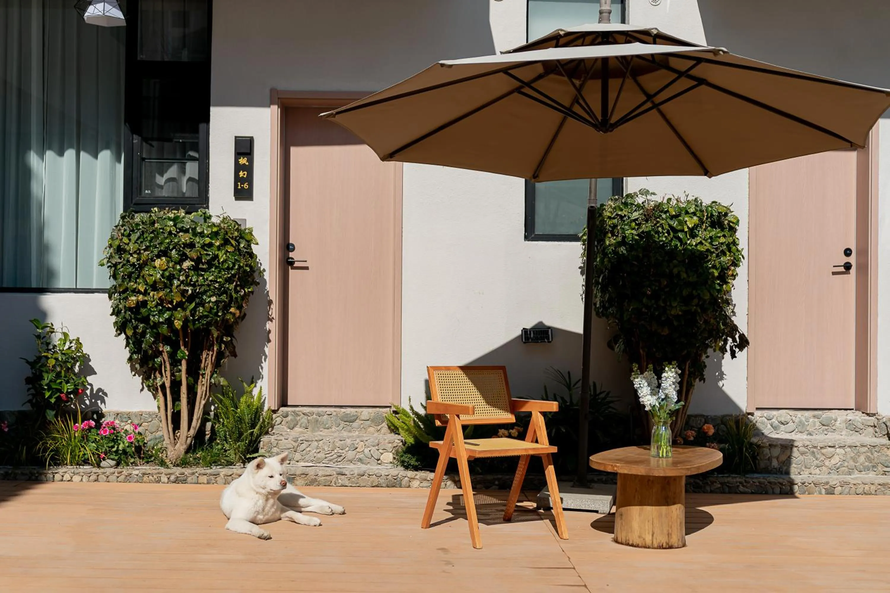 Day in Wuyi Whispering Maple