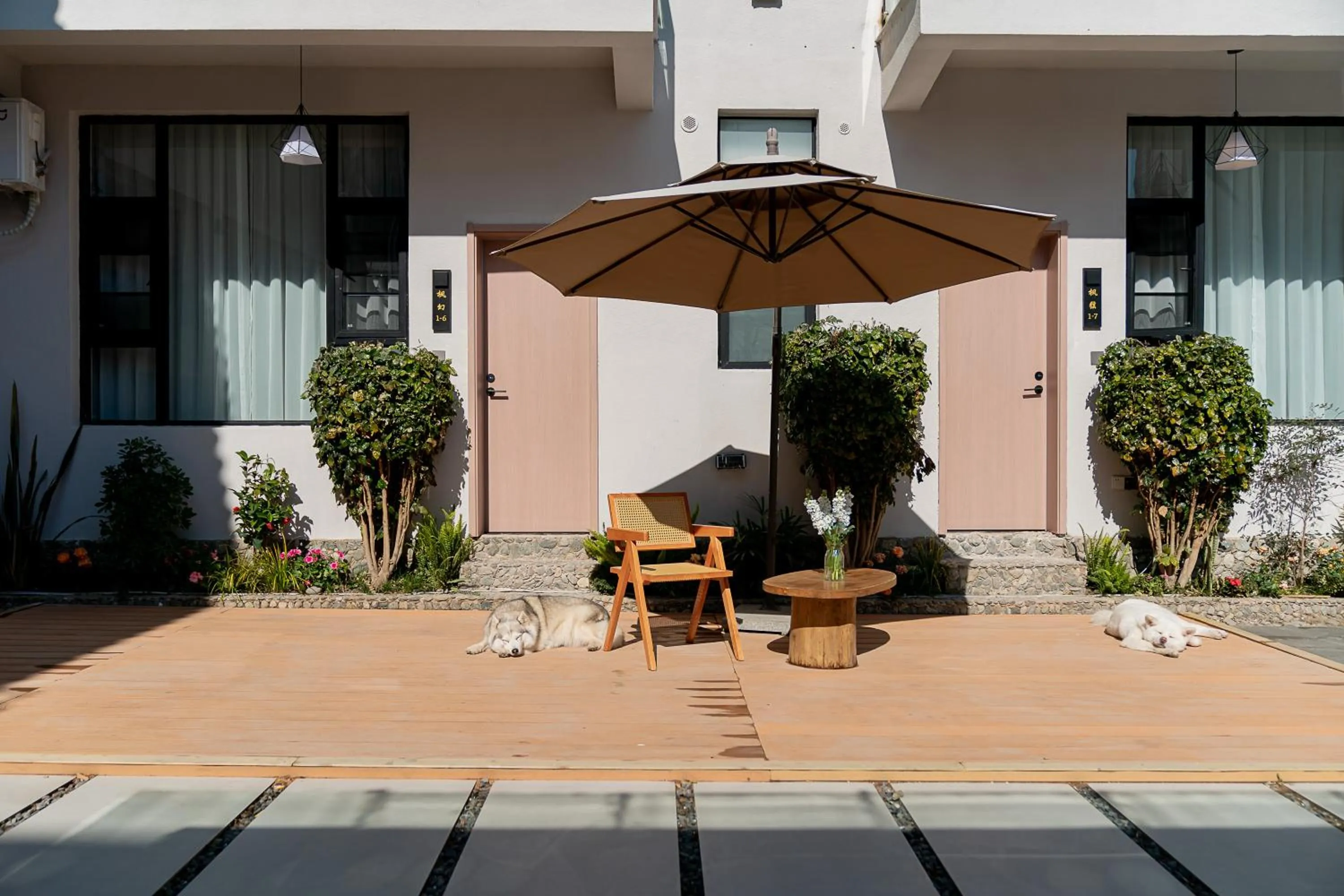 Day in Wuyi Whispering Maple