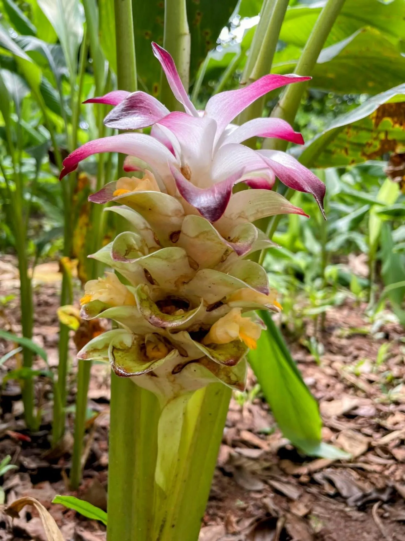 Garden in Crown View Hotel